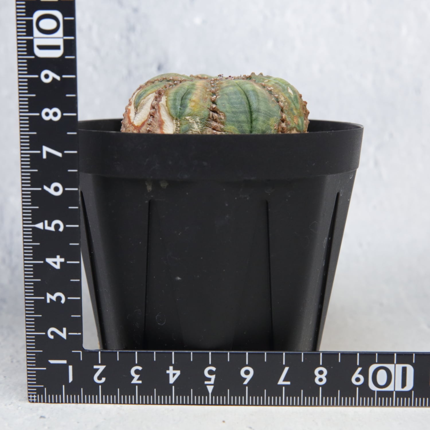 超扁平 木質化 モンスト 捻じれ オベサ / ユーフォルビア | LIGHTHOUSE