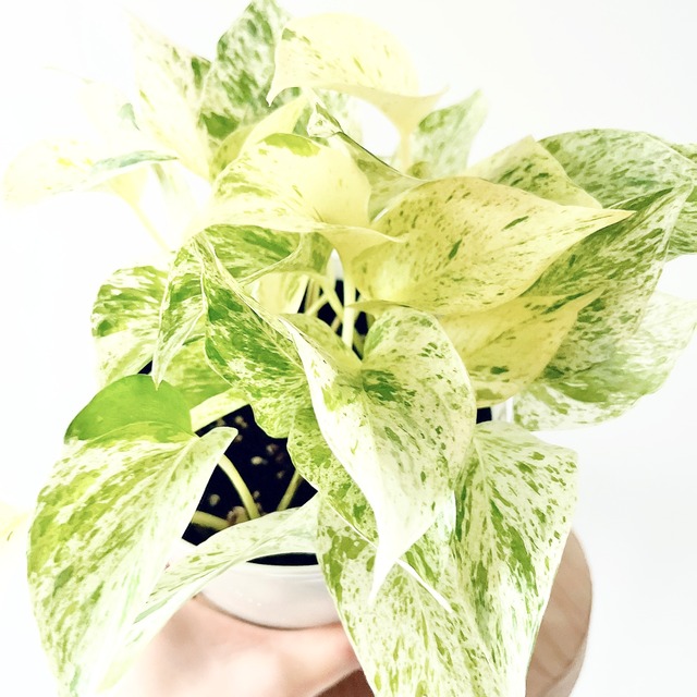 美しく仕立てたポトス マーブルクイーン 観葉植物 calm cafe