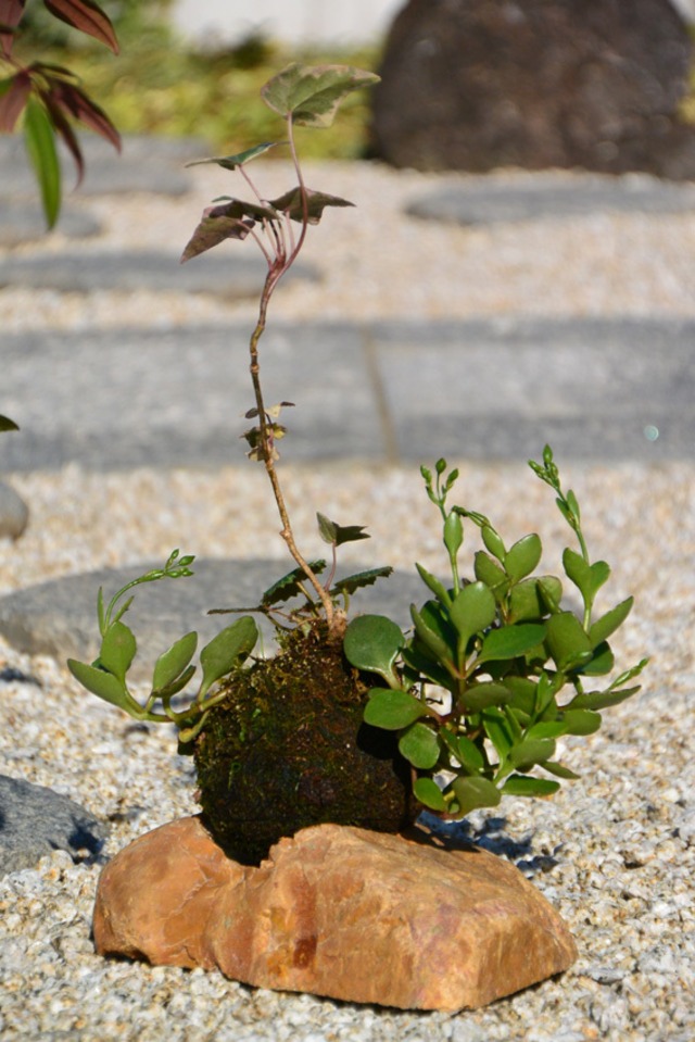 苔玉皿