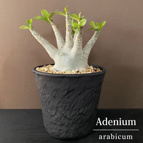 アデニウム アラビカム Adenium 塊根植物 6号 陶器鉢 ブラック