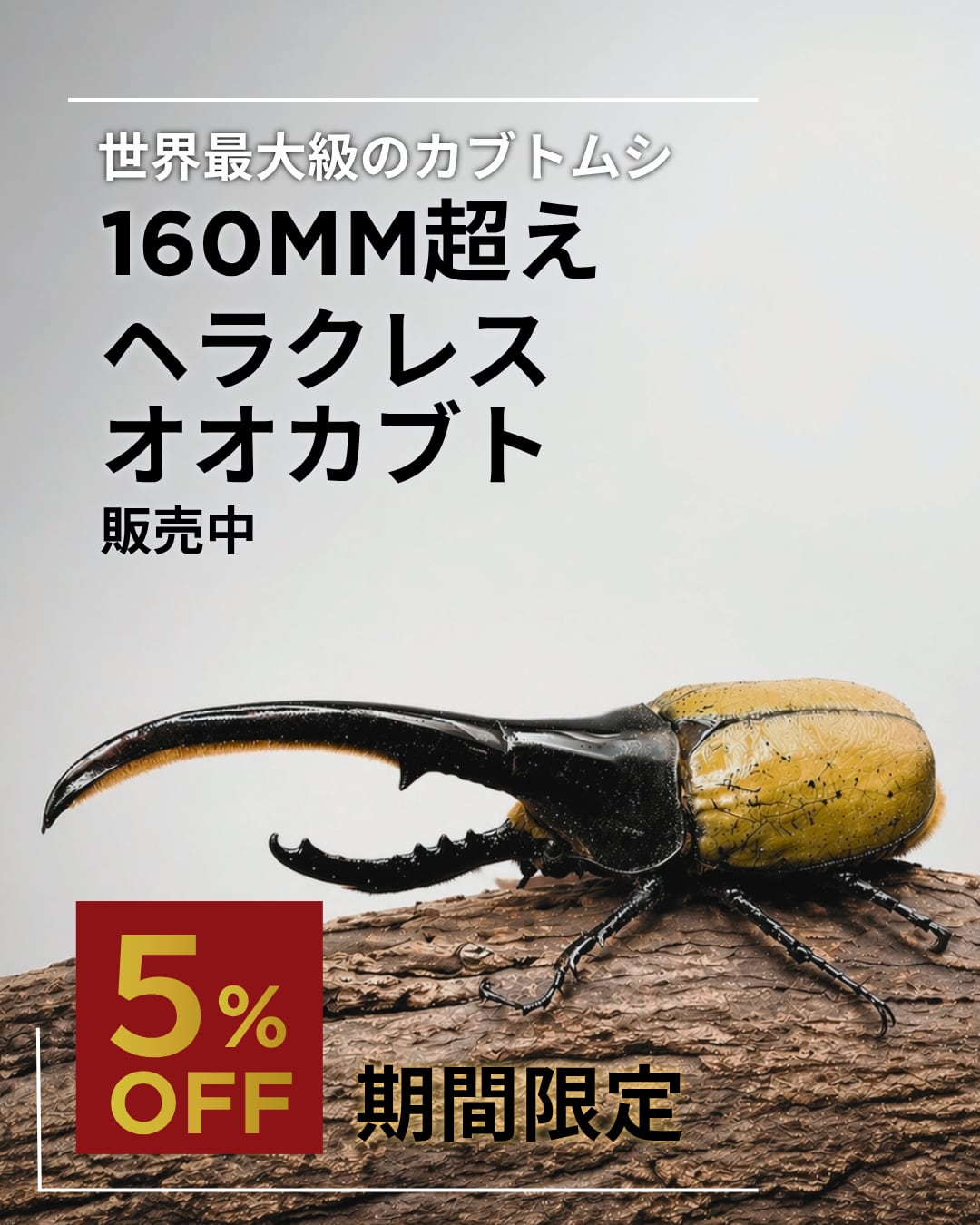 死着保証◯】160mm以上 ヘラクレスオオカブト 成虫 オス 【オプション