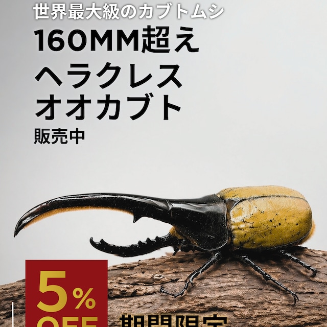 死着保証◯】160mm以上 ヘラクレスオオカブト 成虫 オス 【オプション 死着保証◯】160mm以上 ヘラクレスオオカブト 成虫 オス 【オプション