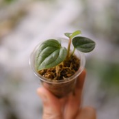 ルクスアリンス シルバー/ Anthurium luxurians silver