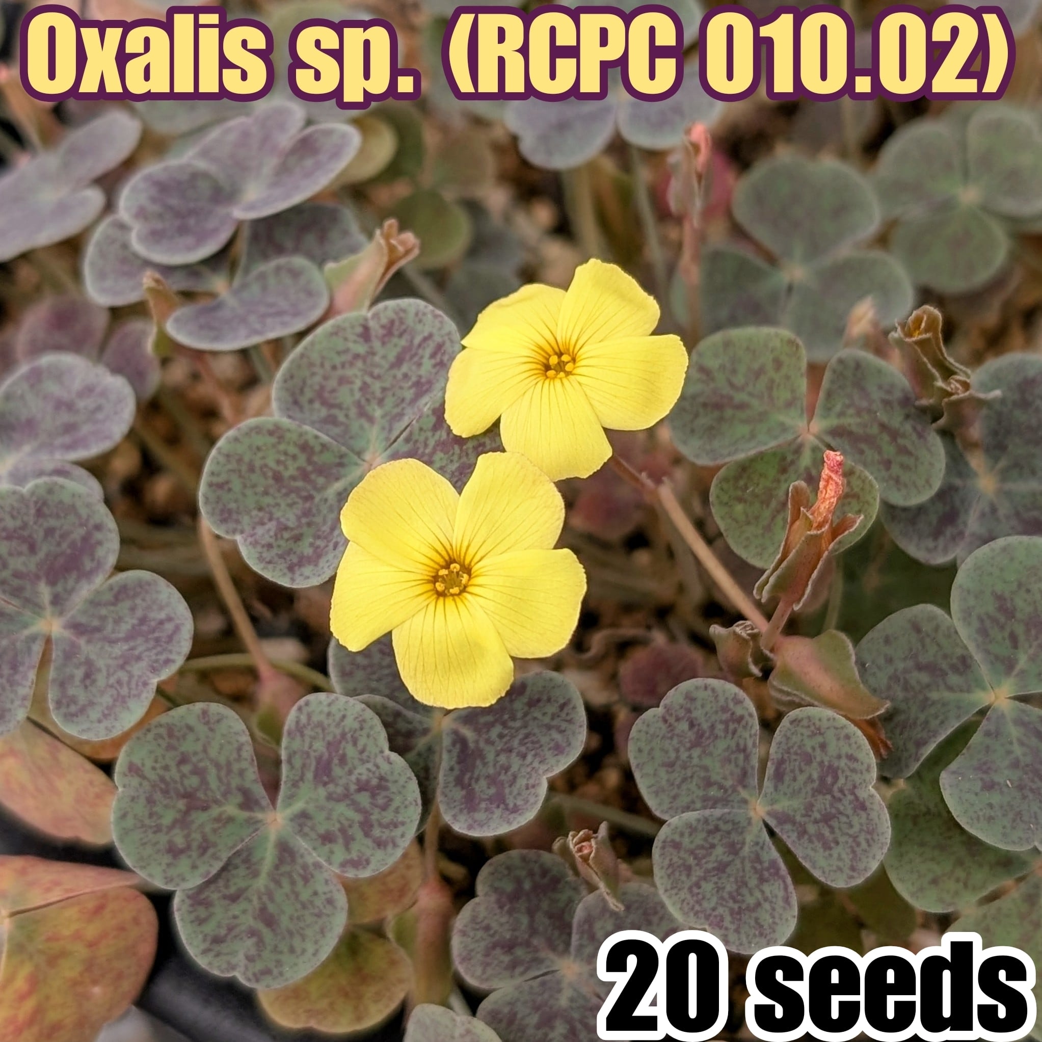 種子(少量パック)/5粒】Pelargonium fulgidum (Umdaus, RSA