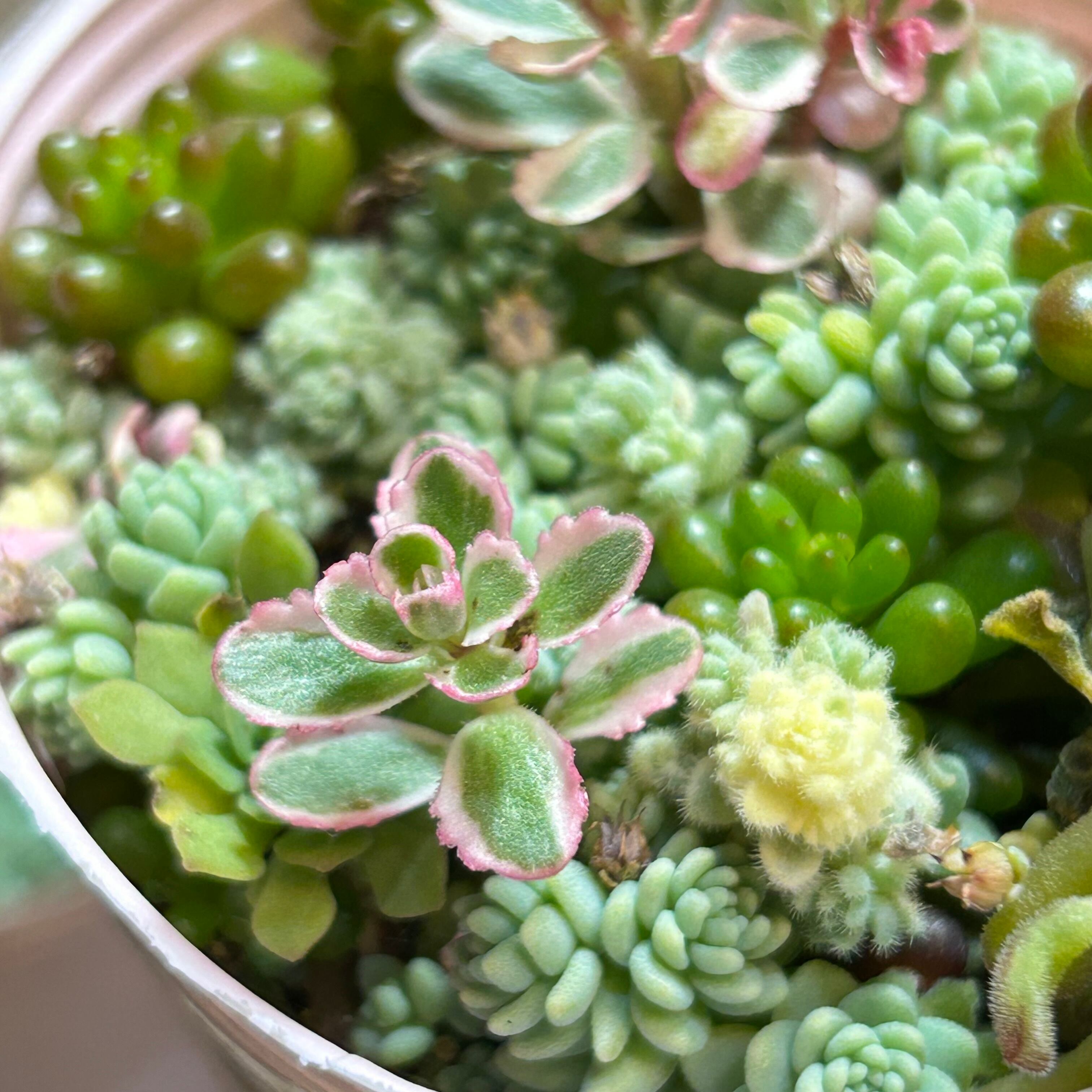 セダム寄せ植え | RuPo 多肉植物専門店