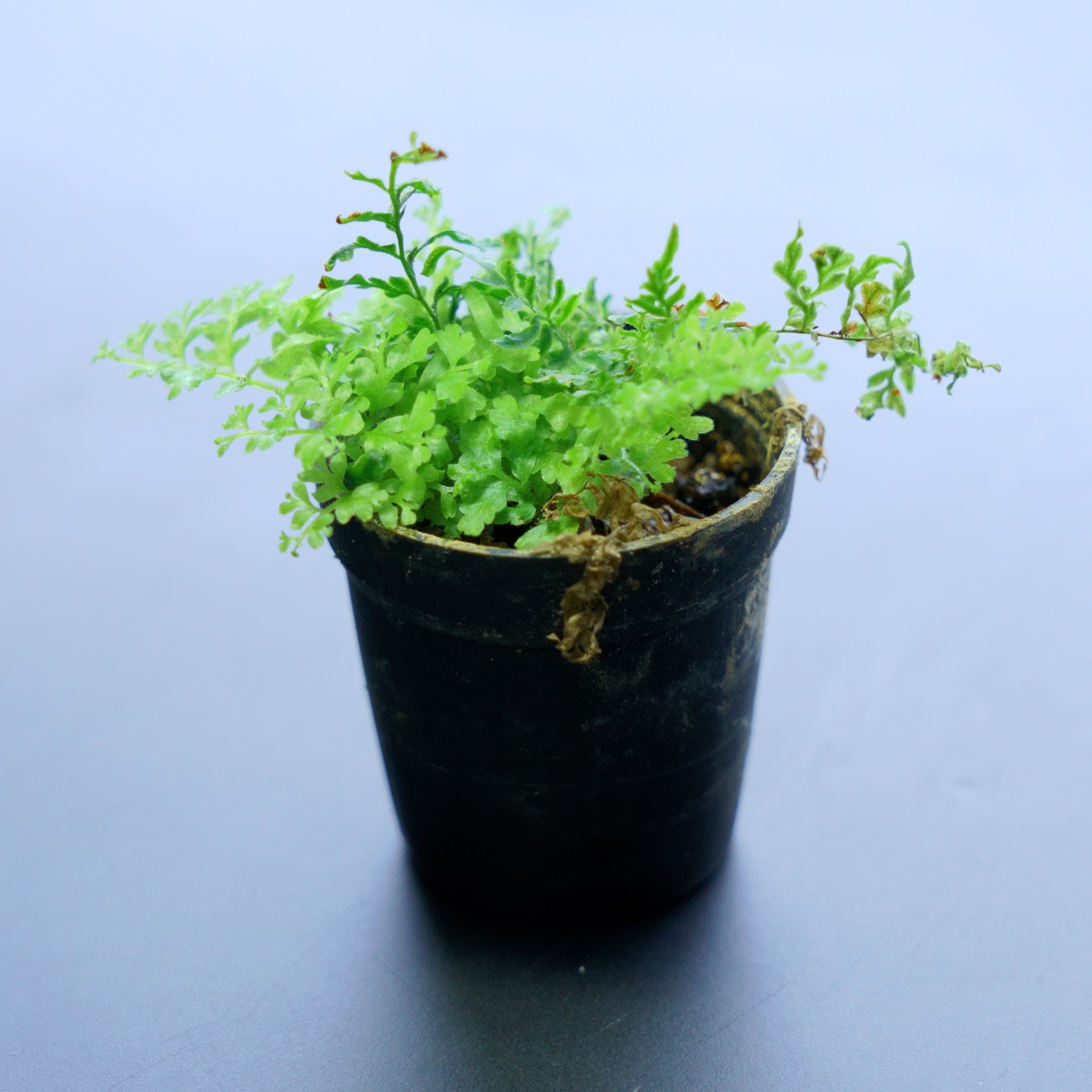 精緻な植物紋★サンルイ クリスタル 大型デキャンタ 36㎝ アールデコ期 精緻な植物紋☆サンルイ クリスタル 大型デキャンタ 36㎝ アールデコ期