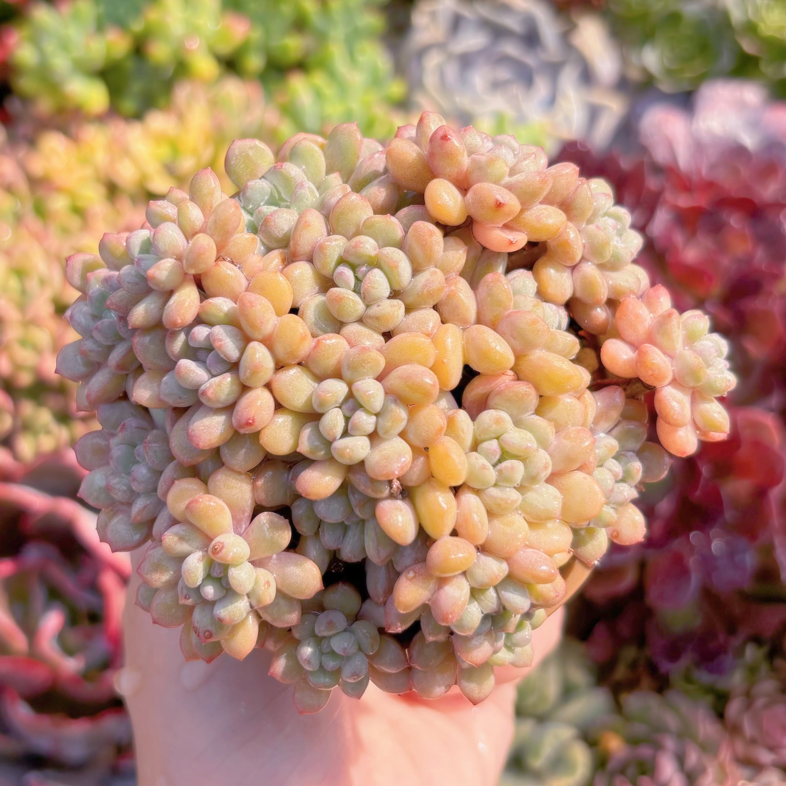 現品　萌豆#M056　群生　るる農園