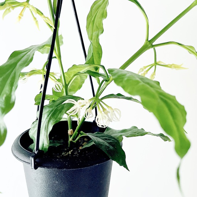 【残り一点】ホヤ・デシプラエ 4号 ｜花芽付き・吊り鉢仕立て＊国内希少種 観葉植物【calm cafe × GreenBell】