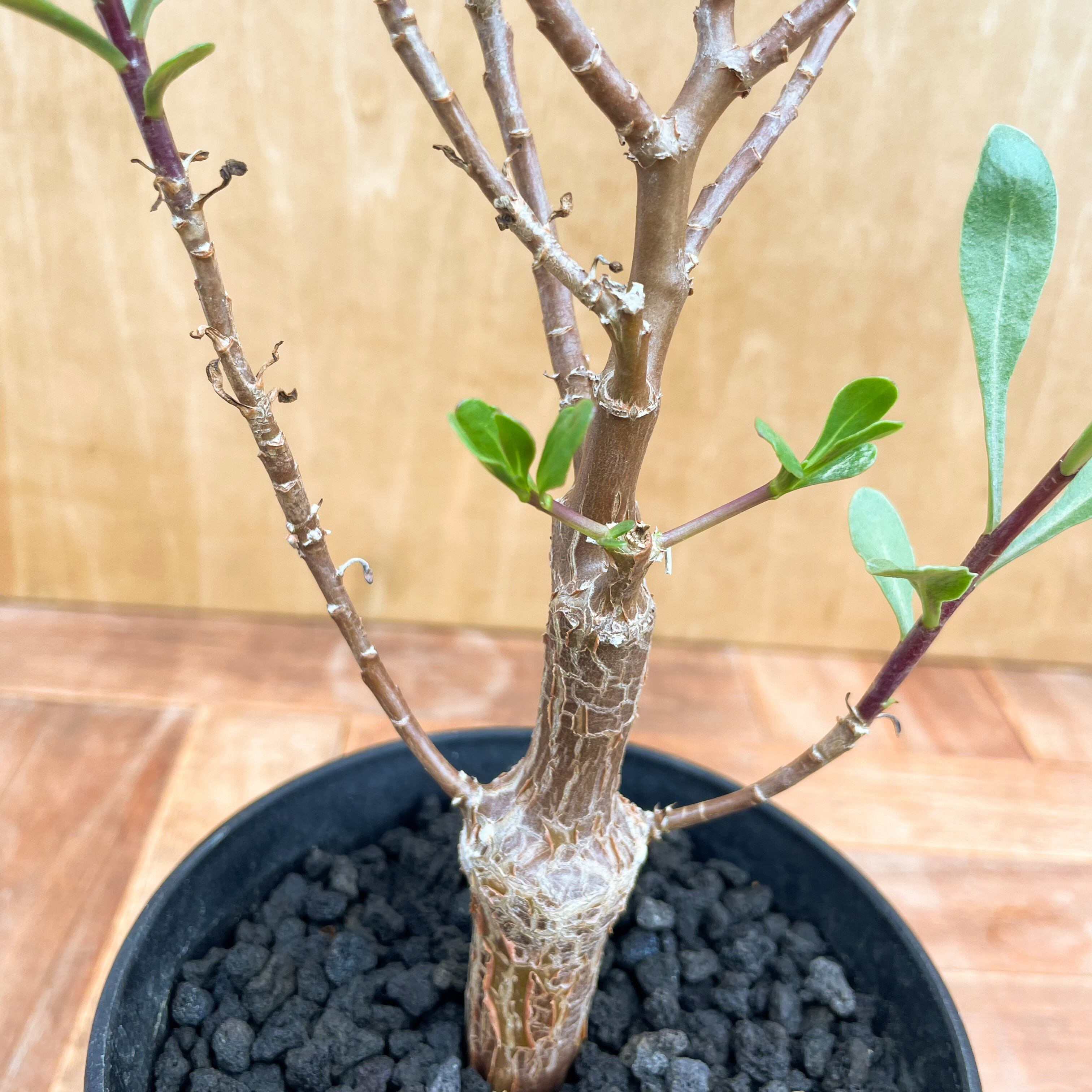 Othonna lobata【オトンナ・ロバタ・実生】 | RIMO'S GREEN 【Saboten