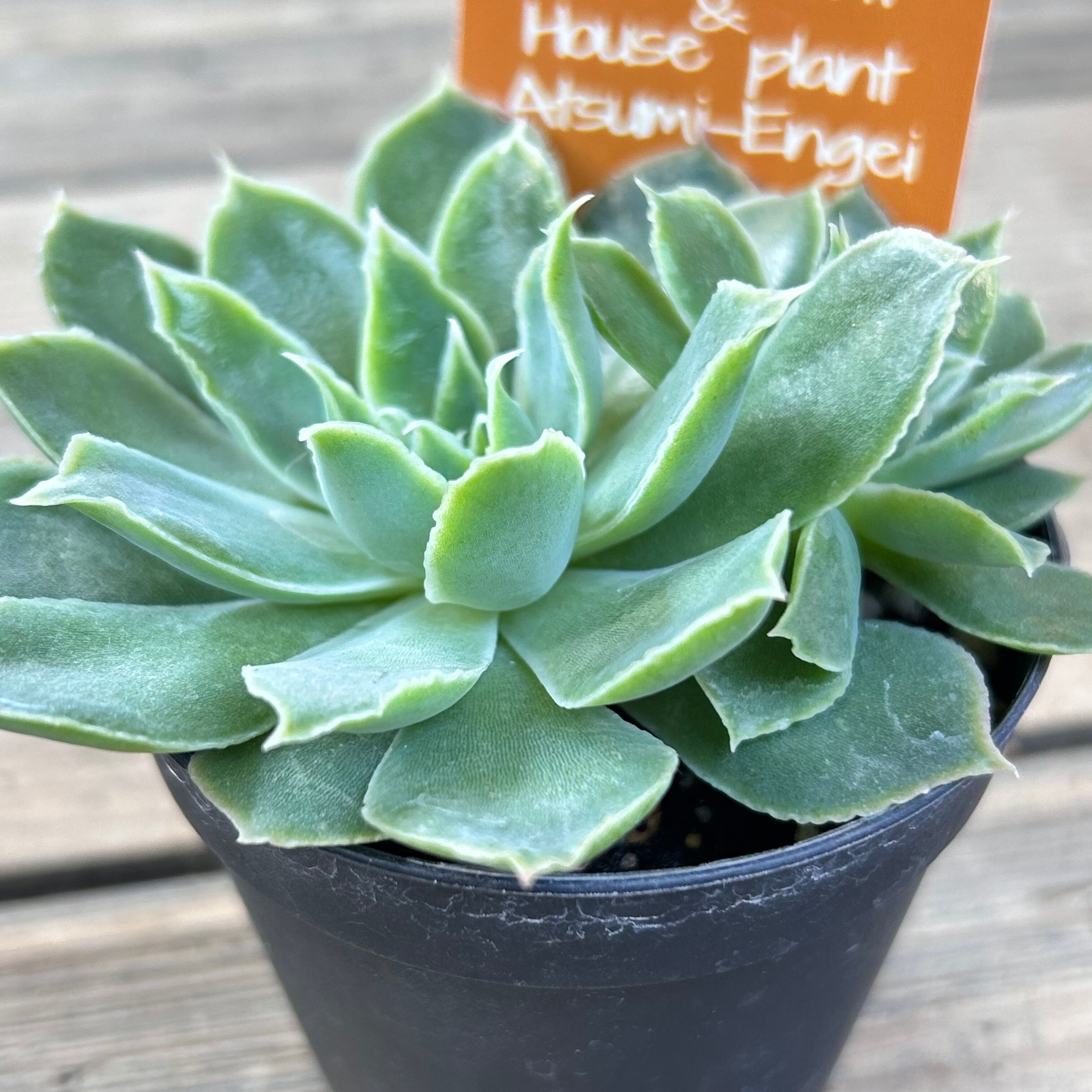 シムランスラグナサンチェス | RuPo 多肉植物専門店