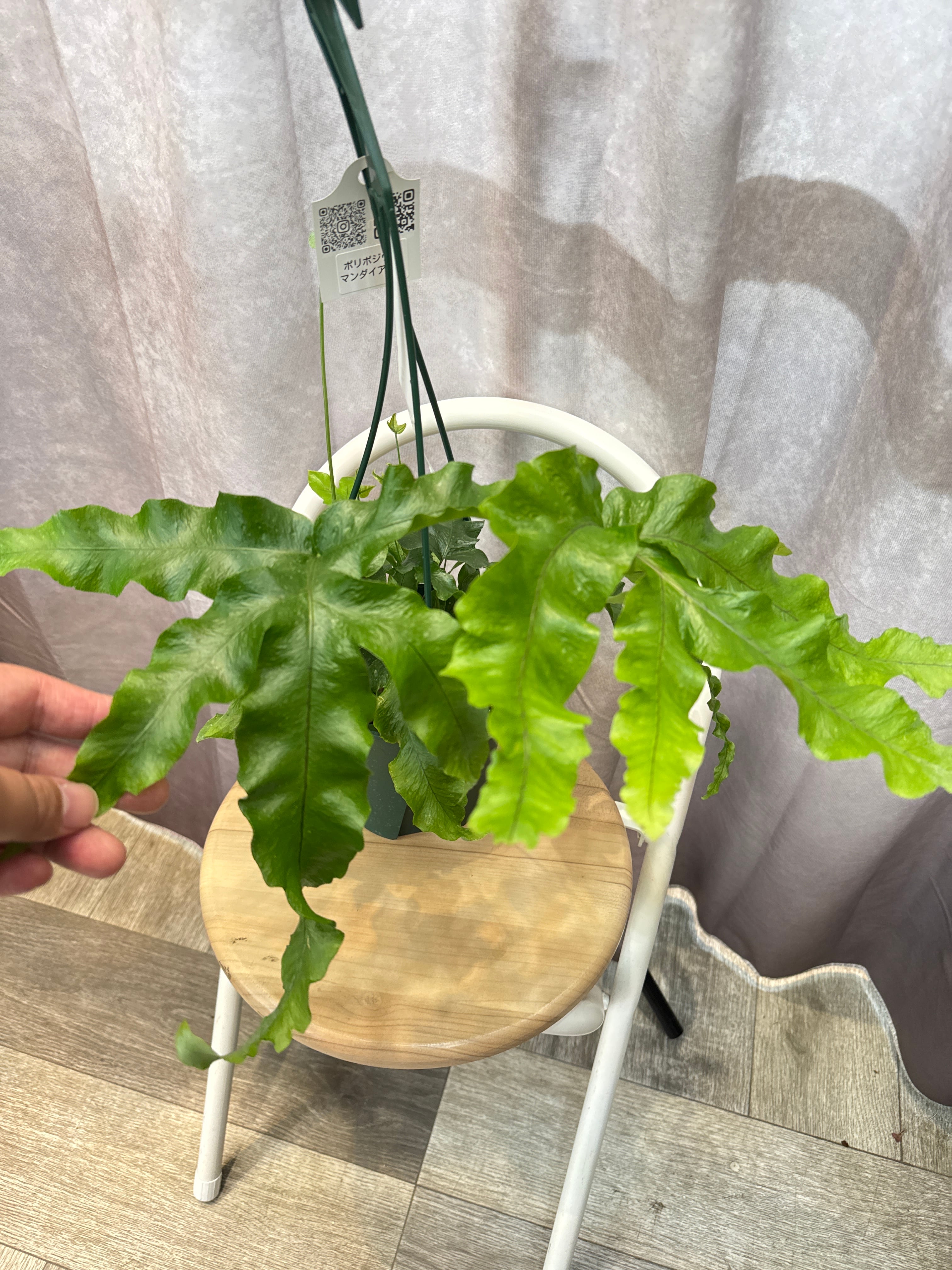 ポリポジウム マンダイアナム | Gardenえん 【観葉熱帯植物】