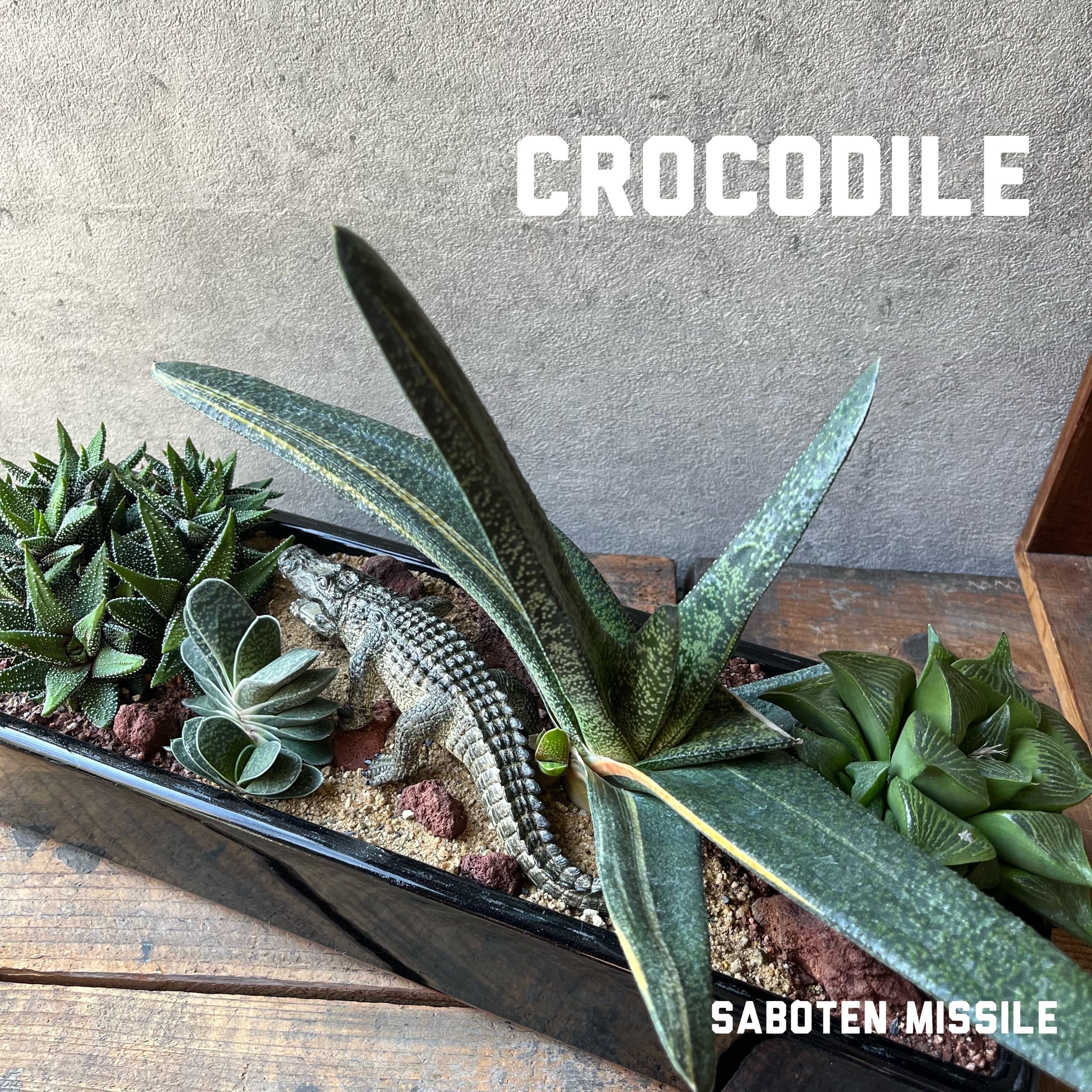 Crocodile クロコダイル