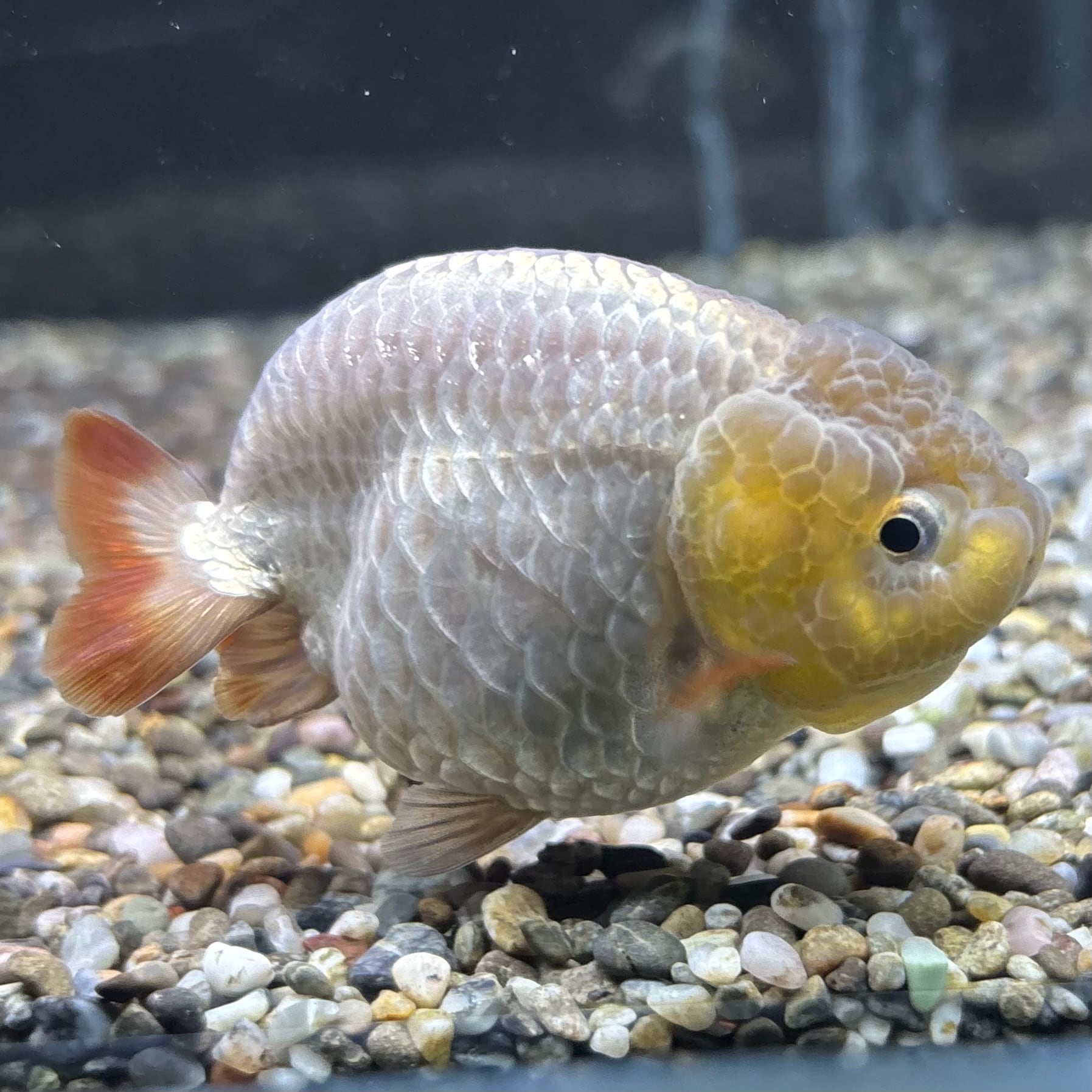 らんちゅう他 らんちゅう | 金魚・熱帯魚専門店 AquaPro.H