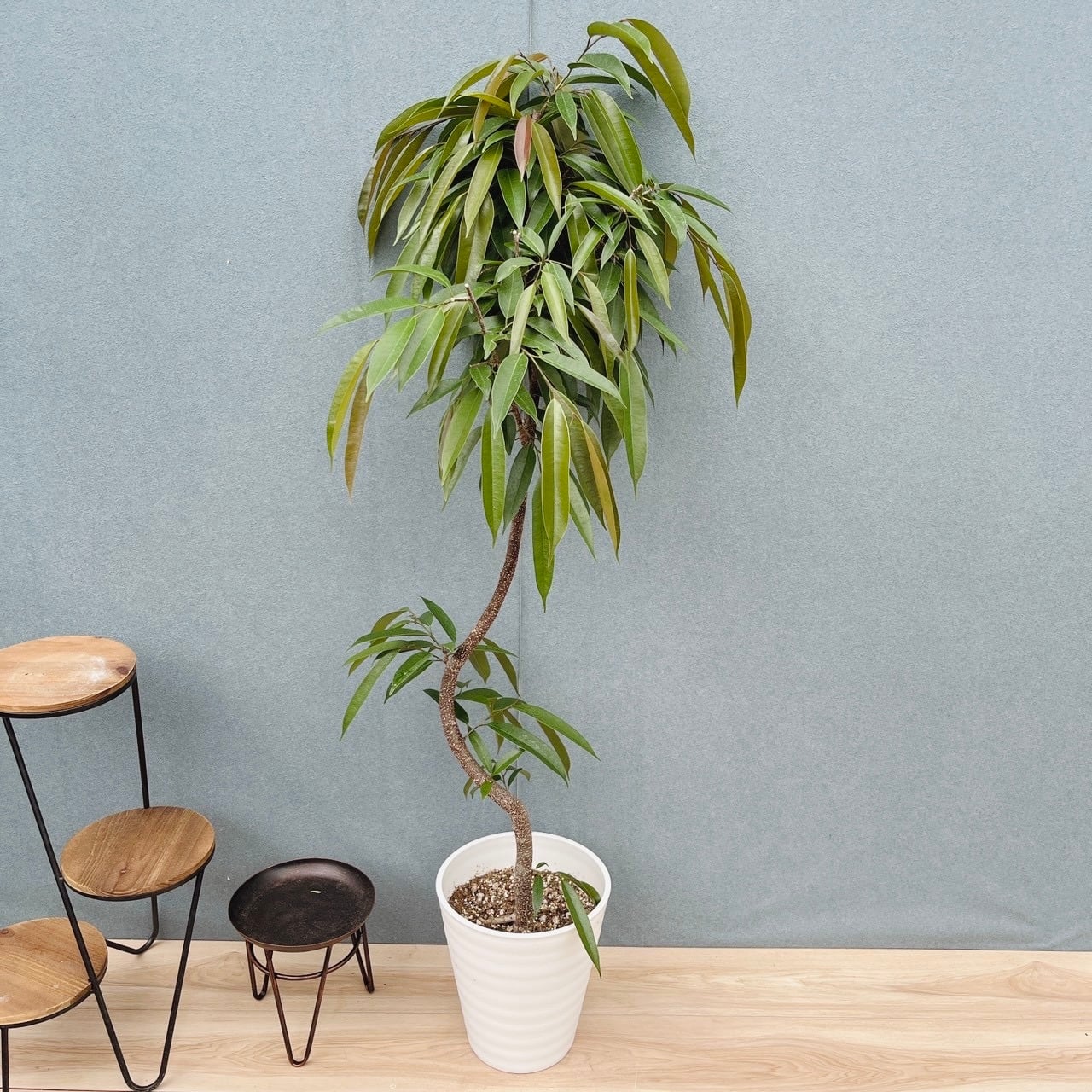 ［現品］1番　フィカス　アムステルダムキング　曲がり　8号　観葉植物　大型　室内 現品］1番 フィカス アムステルダムキング 曲がり 8号 観葉植物 大型