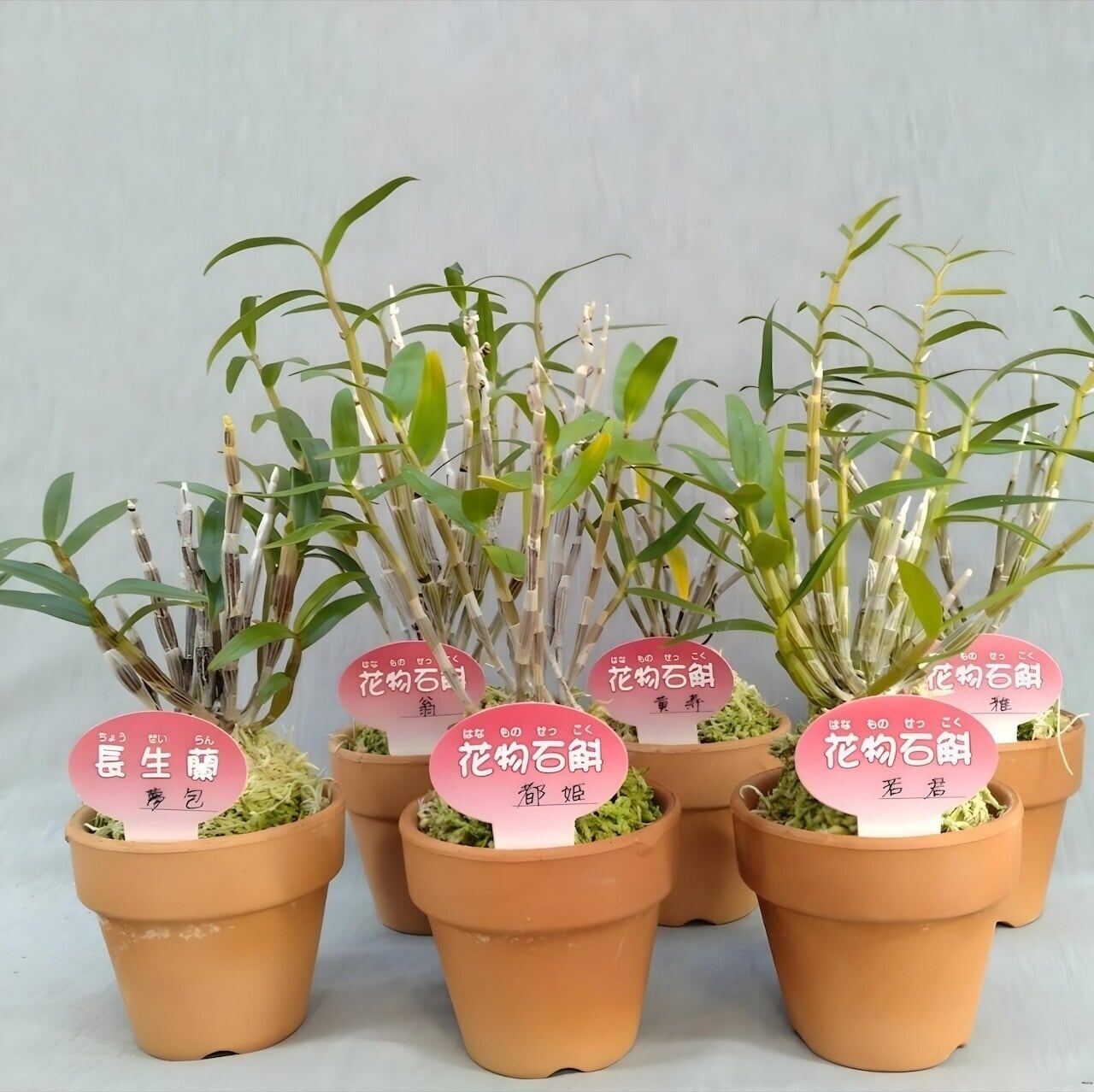 セッコク おまかせ6種セット (初心者向け) | COCORO