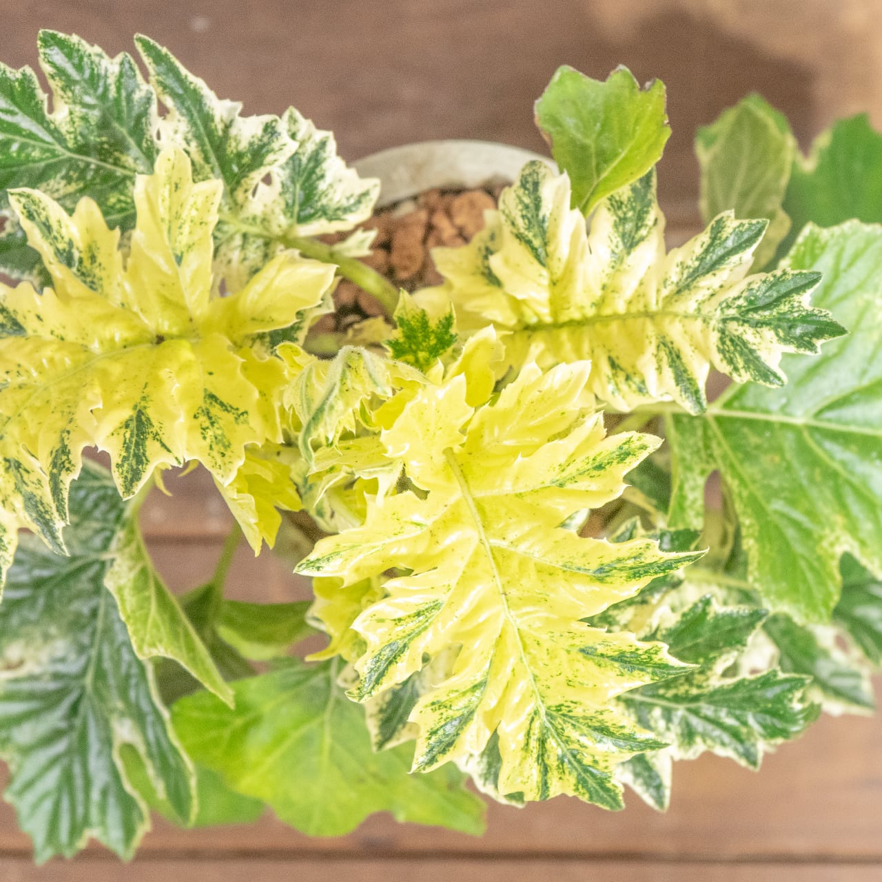 【ゴージャスな斑入り葉】アカンサスモリス・タスマニアエンジェル。無骨な手づくりモルタル鉢とセットで／虫発生抑制／全国一律送料850円