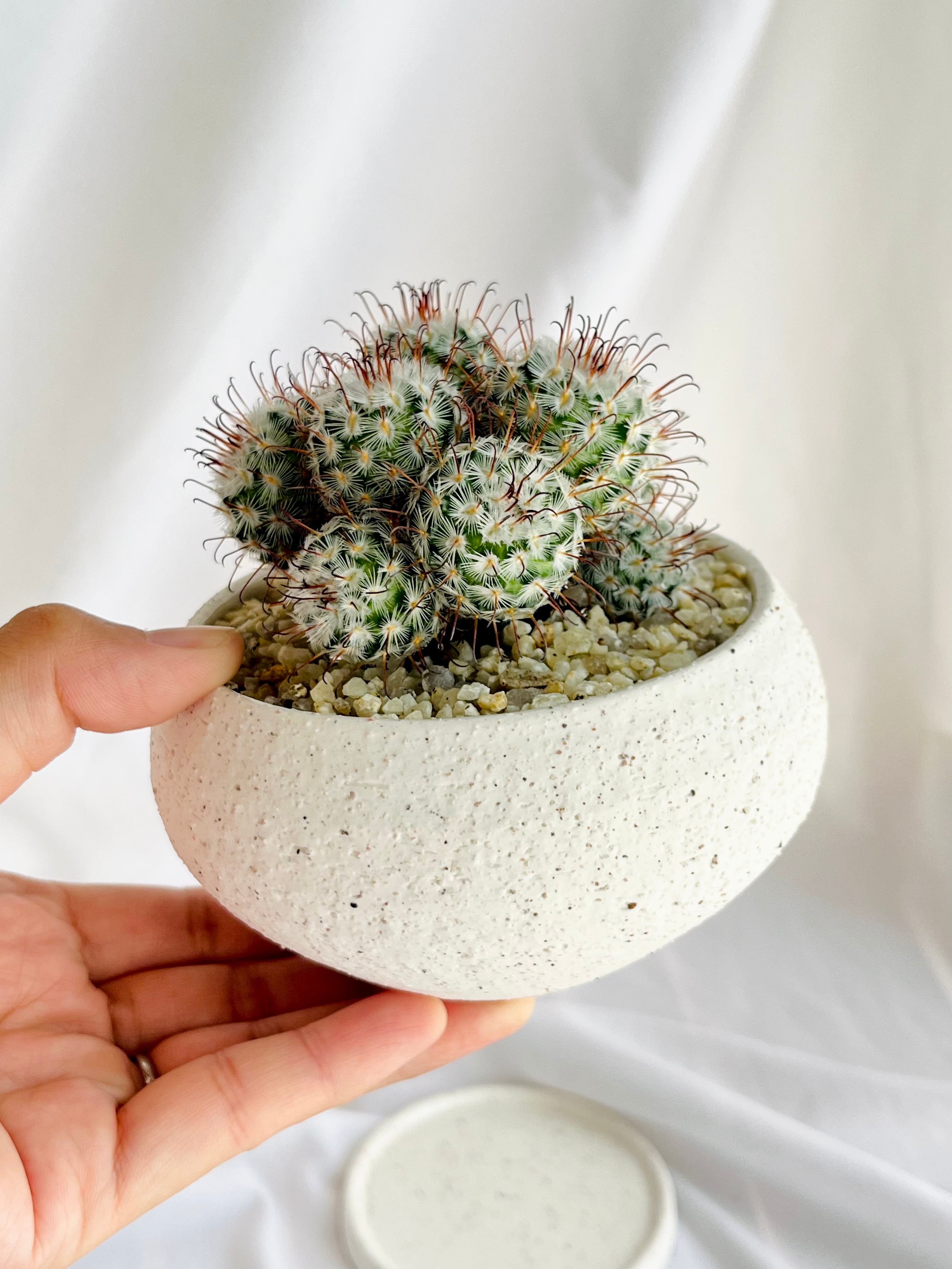 Mammillaria perezdelarosae マミラリア ペレスデラロサエ サボテン