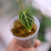 アンスリウム・レガレ / Anthurium Regale③【実生】 / 観葉植物<育て方・花言葉>