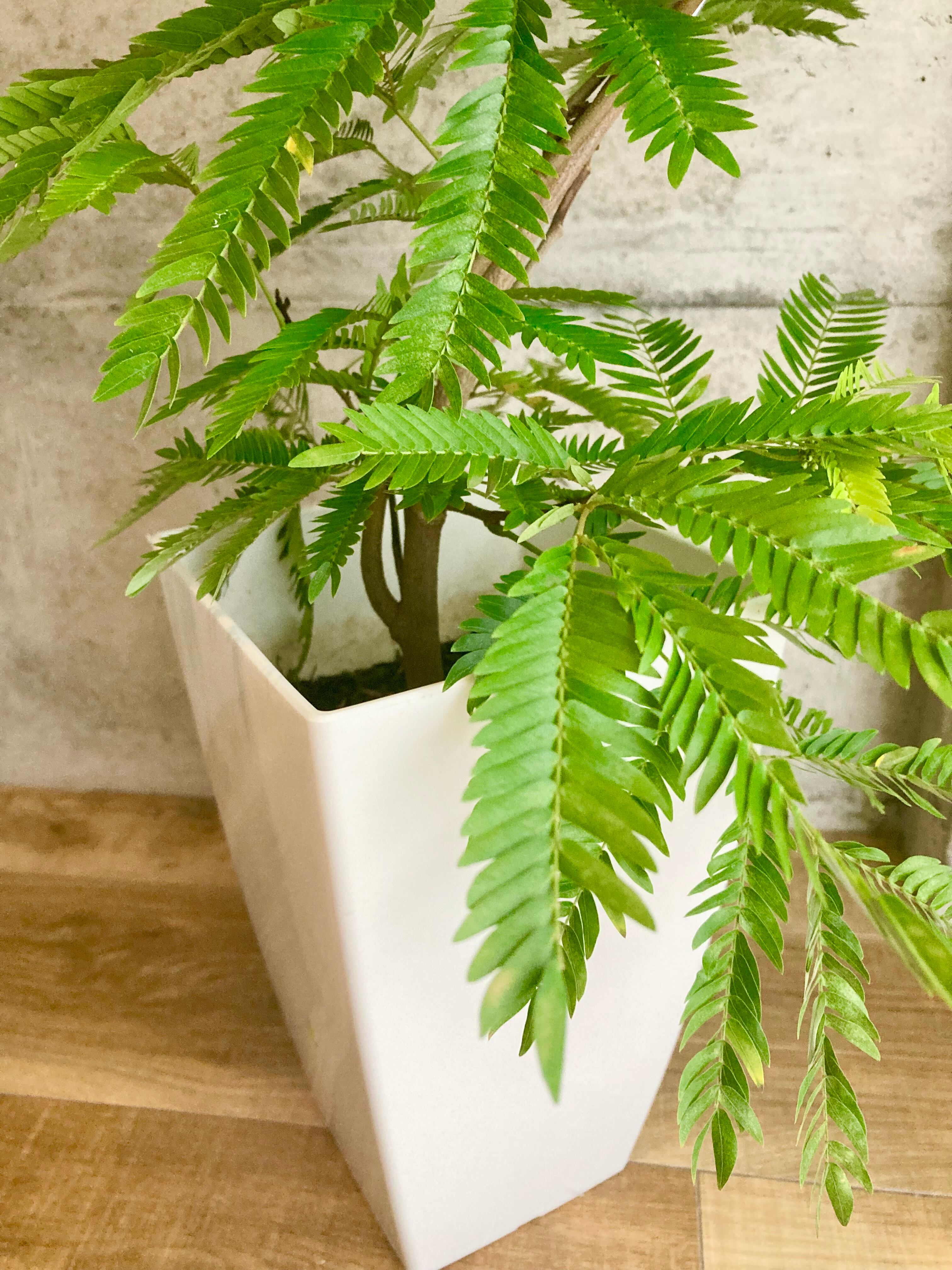 エバーフレッシュ⭐️螺旋曲がり