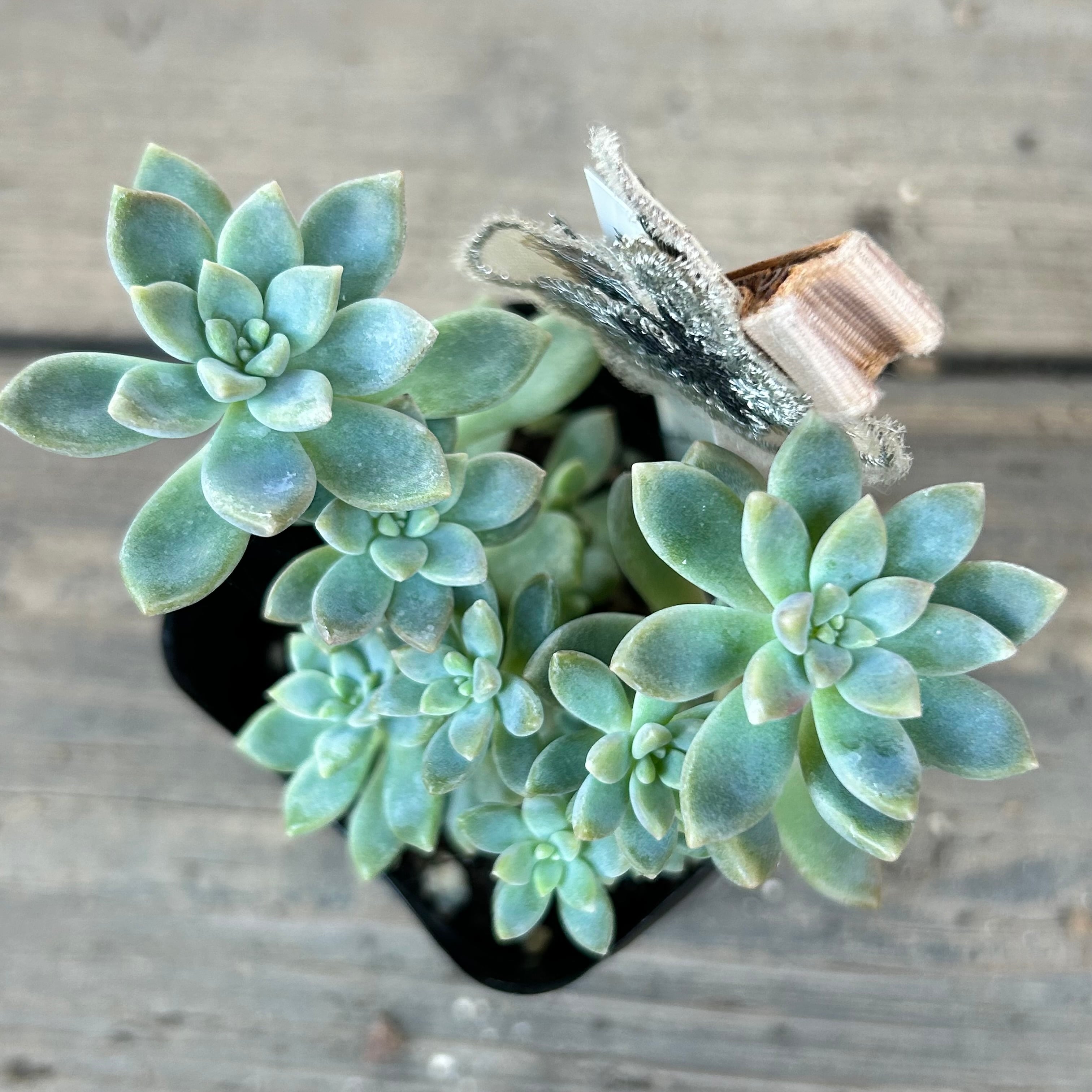 姫秋麗×プロリフィカ(匠園芸 | RuPo 多肉植物専門店