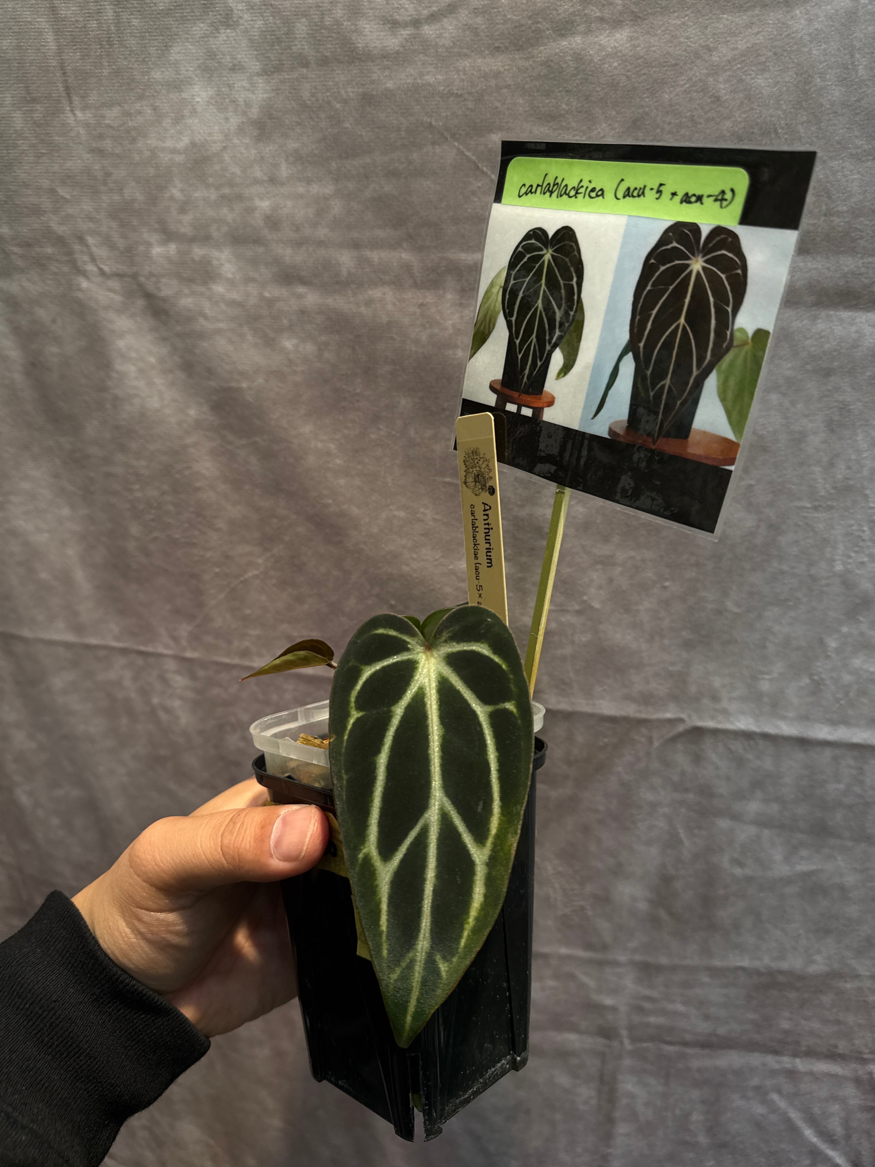 111. Anthurium 'Dark Phoenix High variegata / アンスリウム ダンク