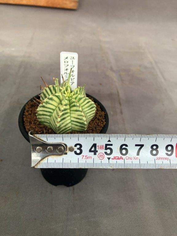 ユーフォルビア・メロフォルミス錦 | 日本ライン花木センター