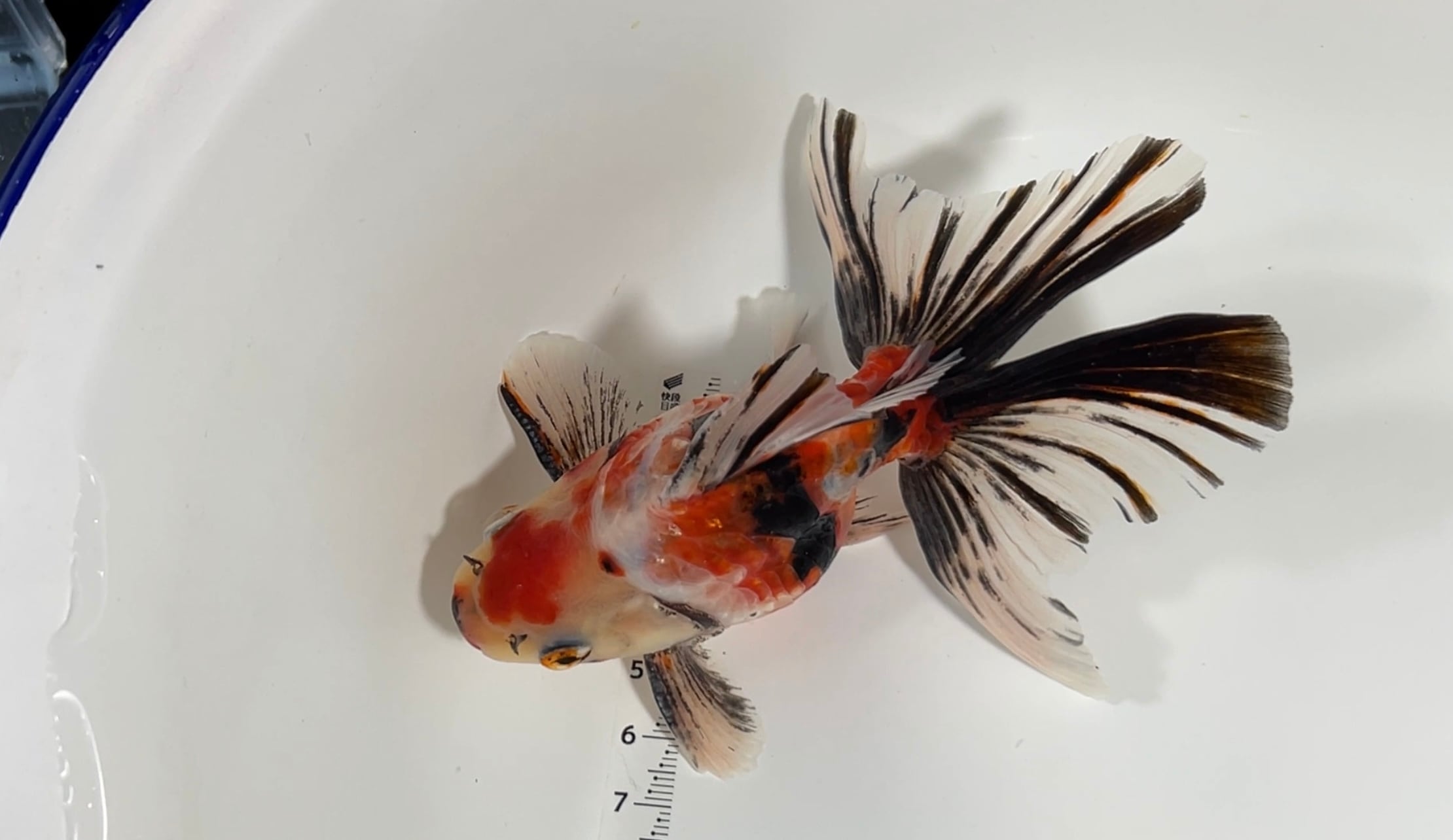 吉野養魚場産 ドラゴンスケール琉金 ブロードテール 【金魚】 | アクア