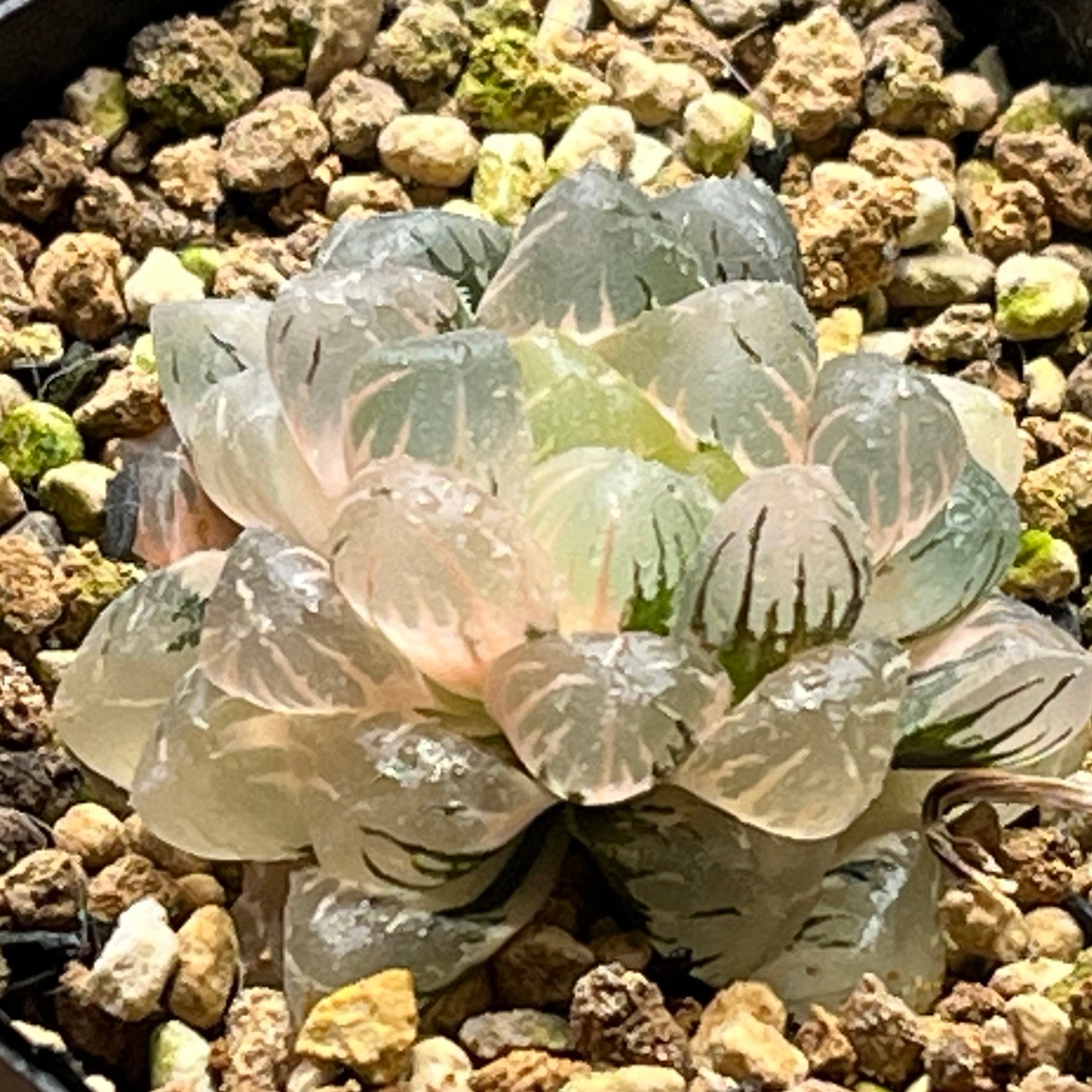mocono_plants