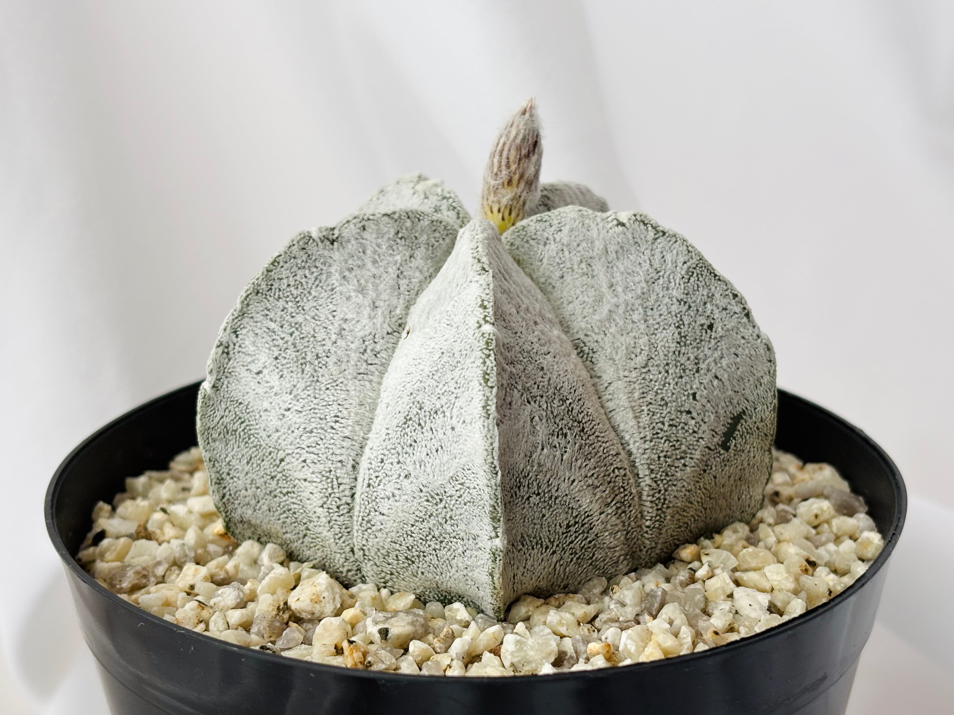 Astrophytum coahuilense アストロフィツム 白ラン サボテン