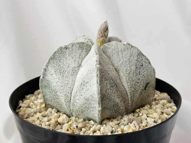 Astrophytum coahuilense アストロフィツム 白ラン サボテン