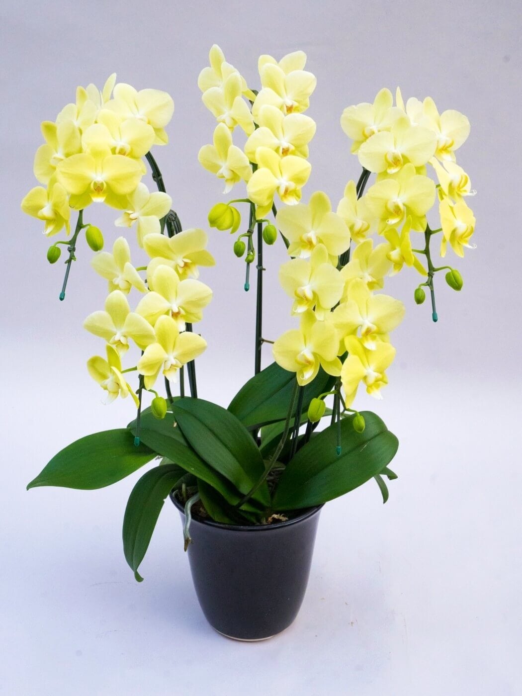 ミディ胡蝶蘭「ライムライト」5本立ち(胡蝶蘭096) | 花you