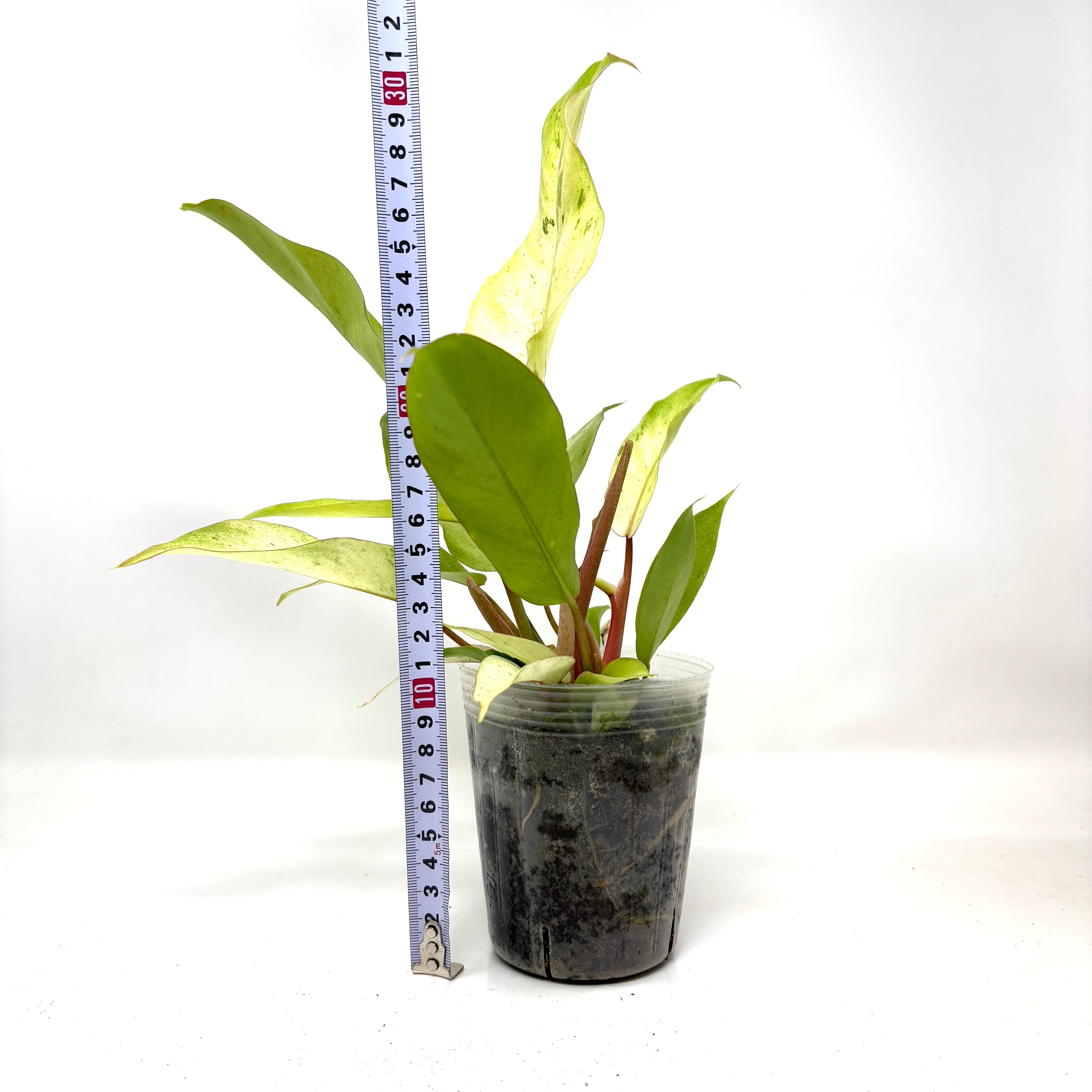 フィロデンドロン スノードリフト【744】 | PROTOLEAF プロトリーフ