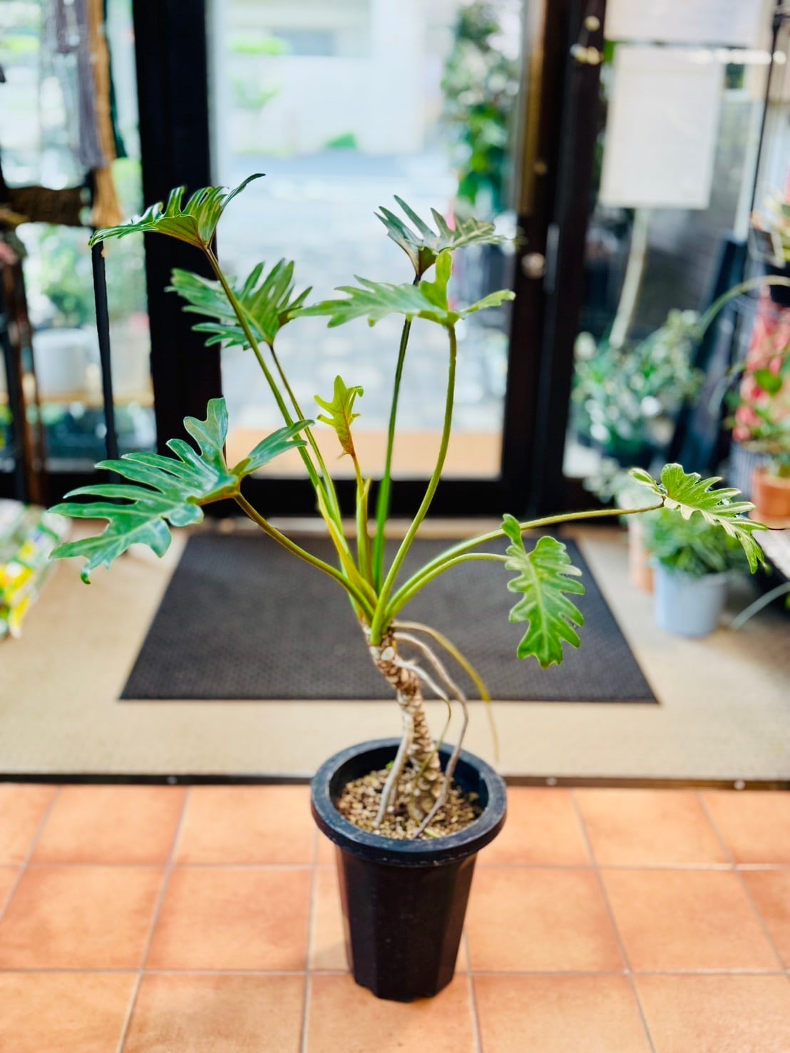 フィロデンドロン セローム 幹上がり 1現品観葉植物 室内 大型 現品