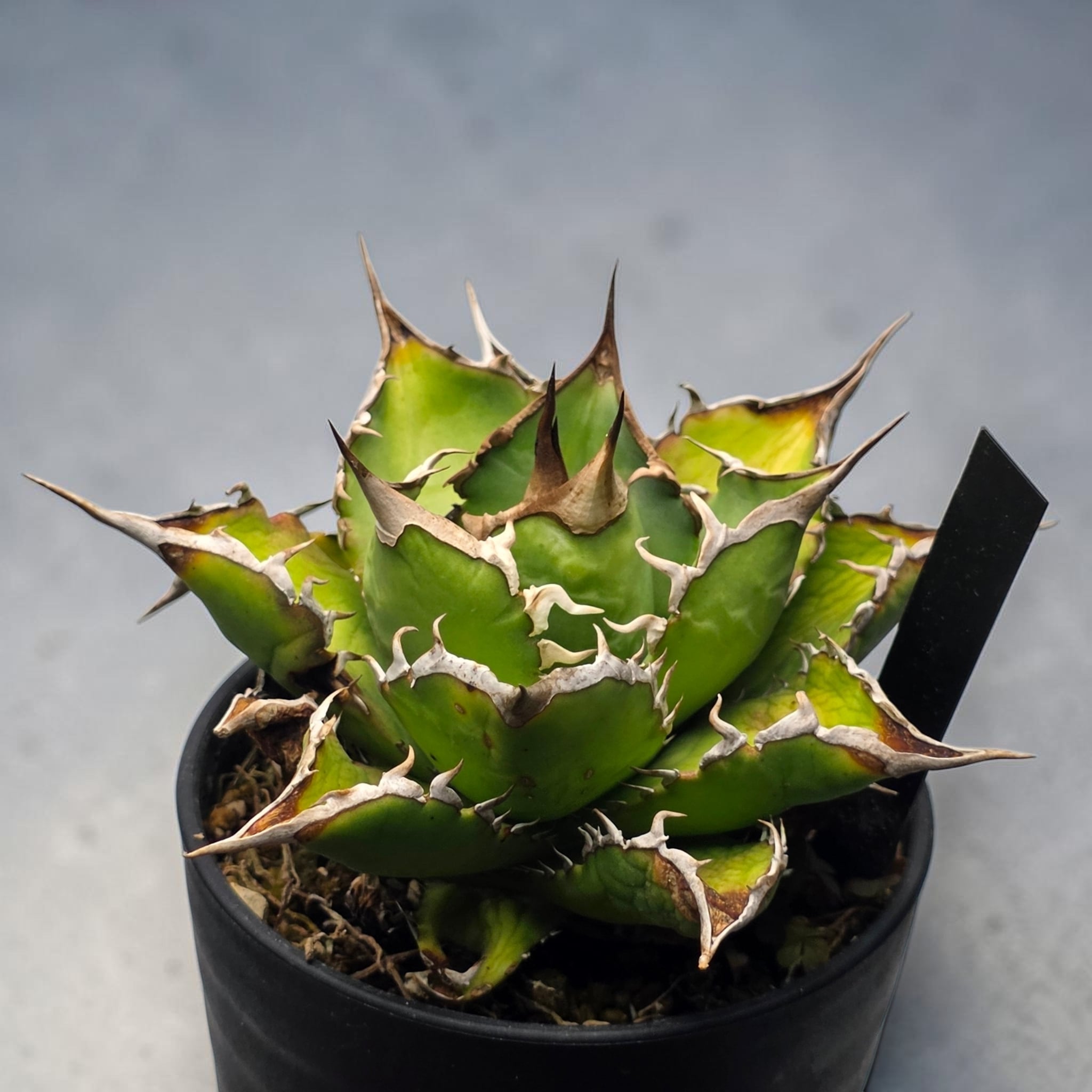 アガベ チタノタ 宝珠 (Agave titanota 'Baozhu') | BRIDGE GARDEN