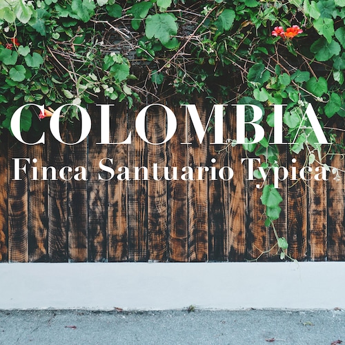 コロンビア サントゥアリオ ティピカ / COLOMBIA Santuario Typica 【150g】【中煎り】【中深煎り】