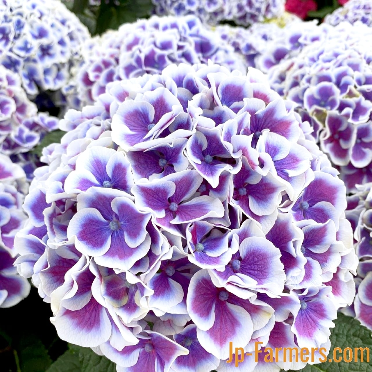 アジサイ ダリ 紫・ブルー（フレッシュ） 3本 アキバナーセリー | 新鮮