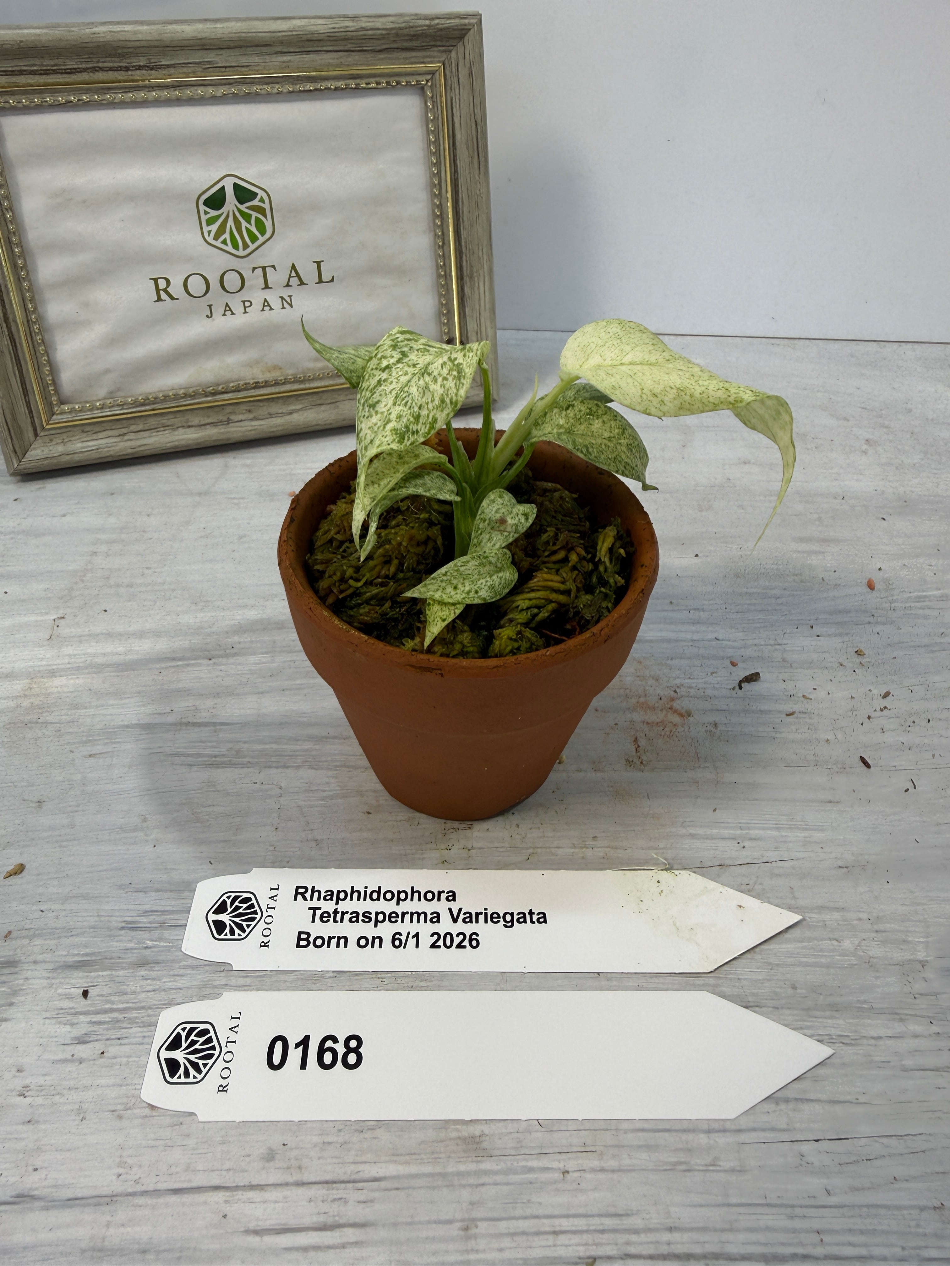 モンステラ | ROOTALPLANTS
