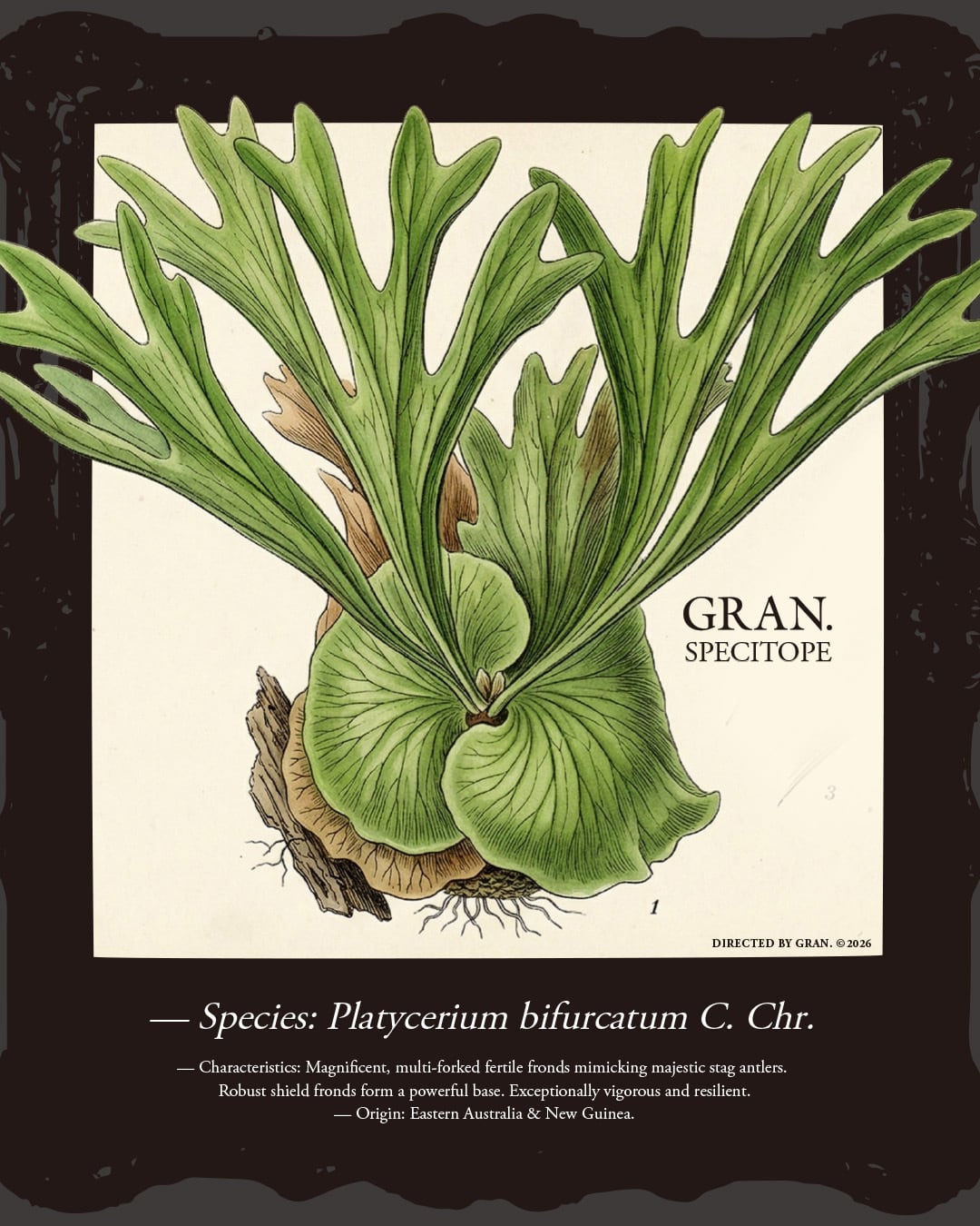 Platycerium bifurcatum t-shirt