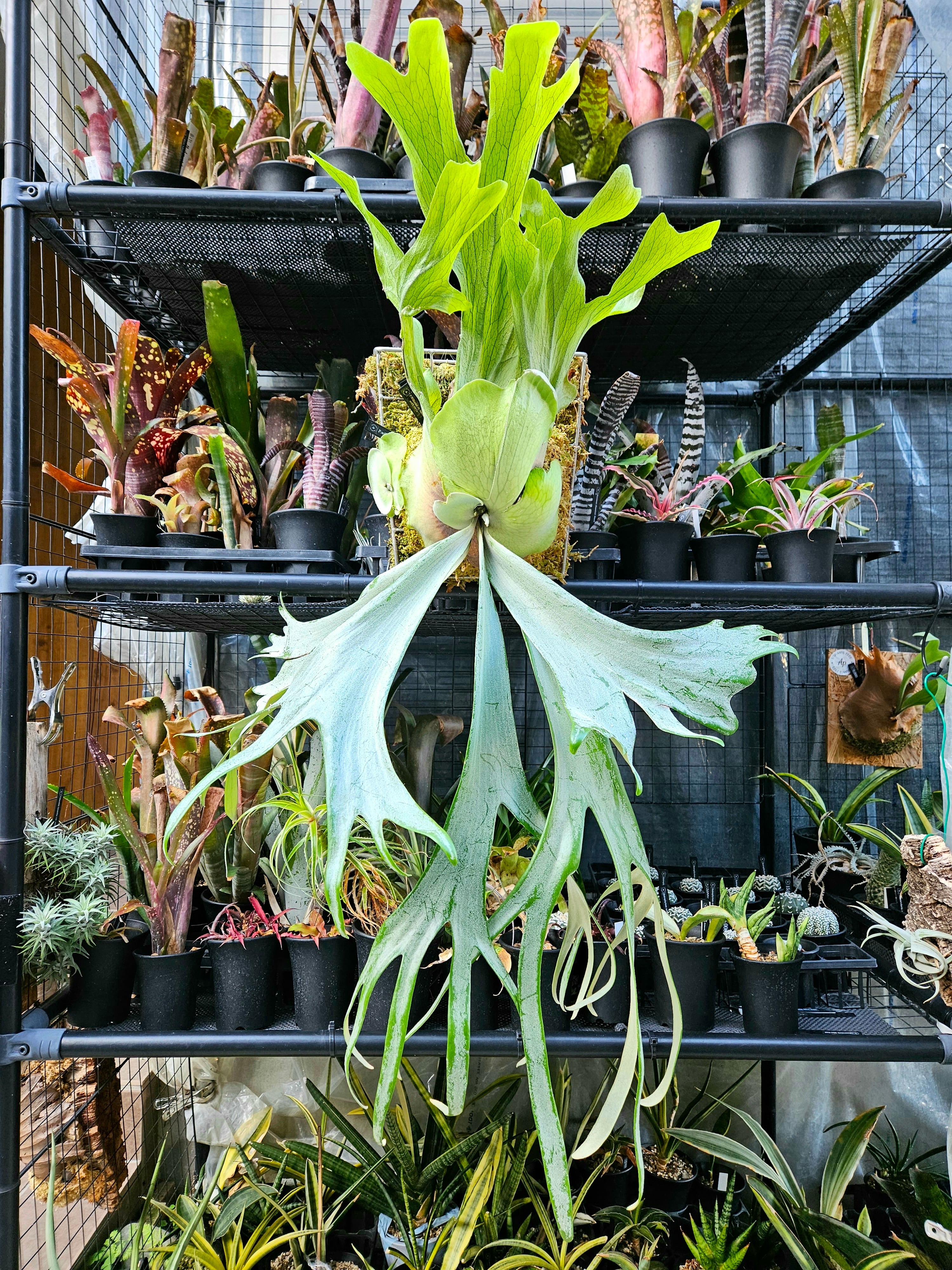 P.willinckii cv. Suzaku【artPLANTs】ビカクシダ/Platycerium | artPLANTs2020　 （アートプランツ） powered by BASE