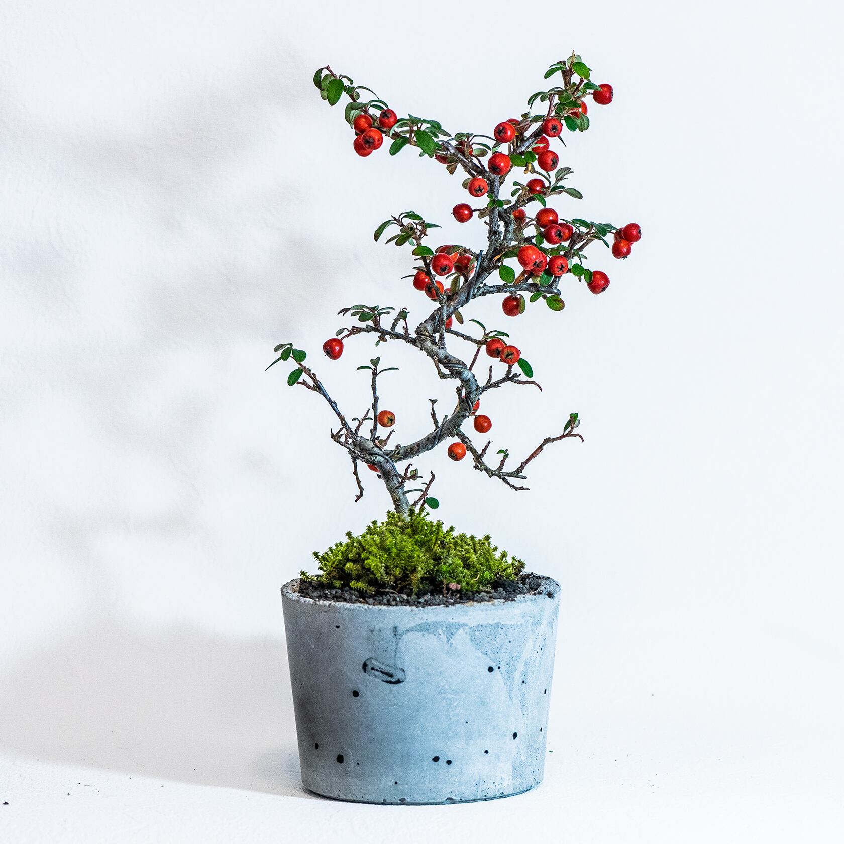 ベランダで育てる鉢植え コケモモ スナ苔の鉢植え ザラっとした風合いの無機質なモルタル鉢 送料全国一律850円 アトモスフィア 自作の鉢を使った観葉植物や多肉植物 塊根植物などの通販