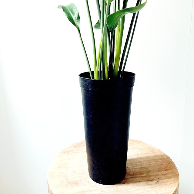 ストレリチア・ユンケア（ノンリーフ）【希少・3株植え】
