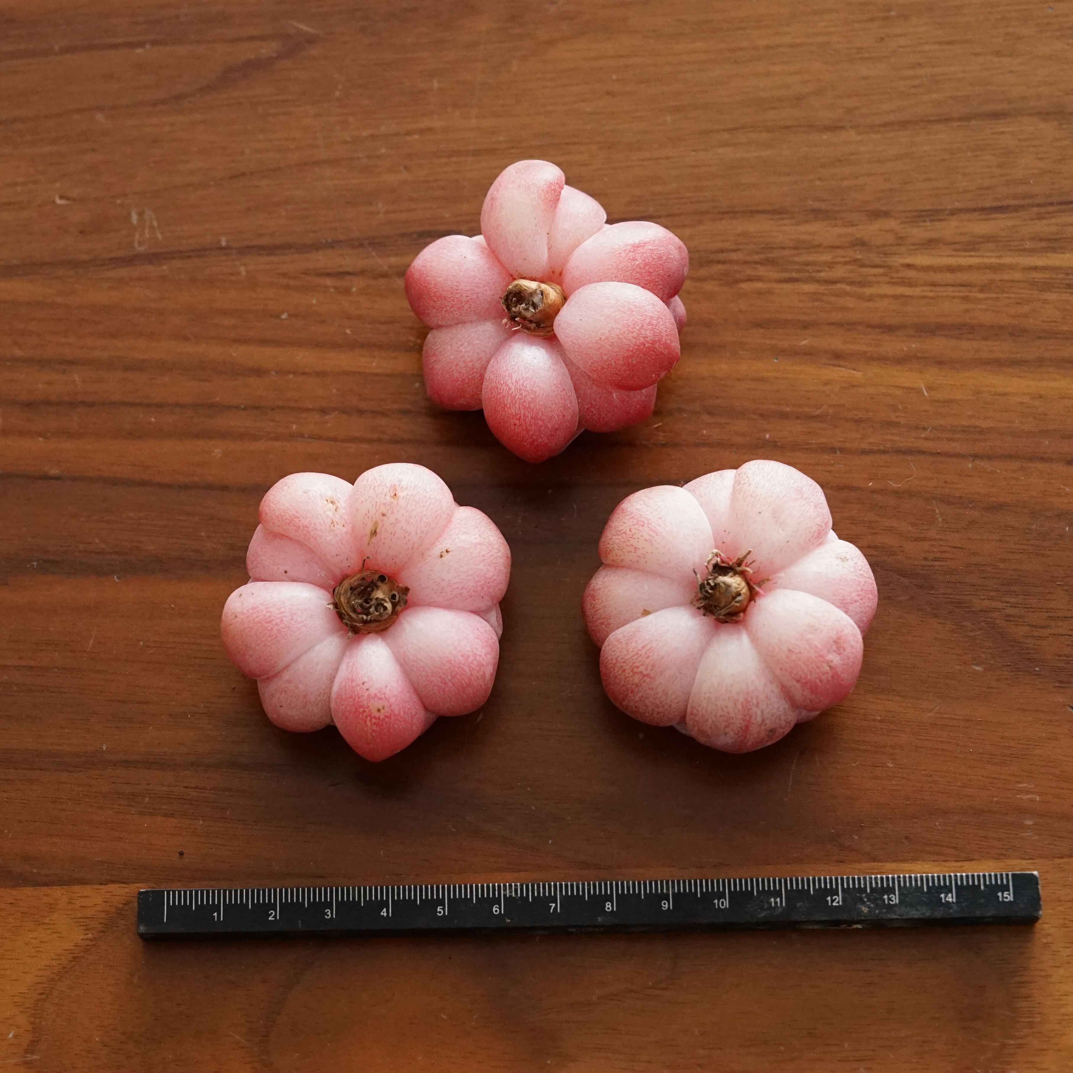 売却済み3/6ピンクムーン(カット苗) 売却済み3/6ピンクムーン(カット苗) 【公式通販】