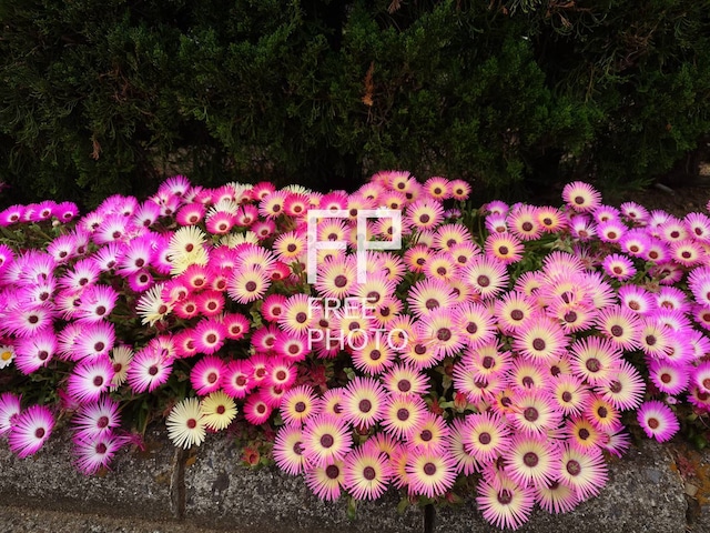 ピンクのお花