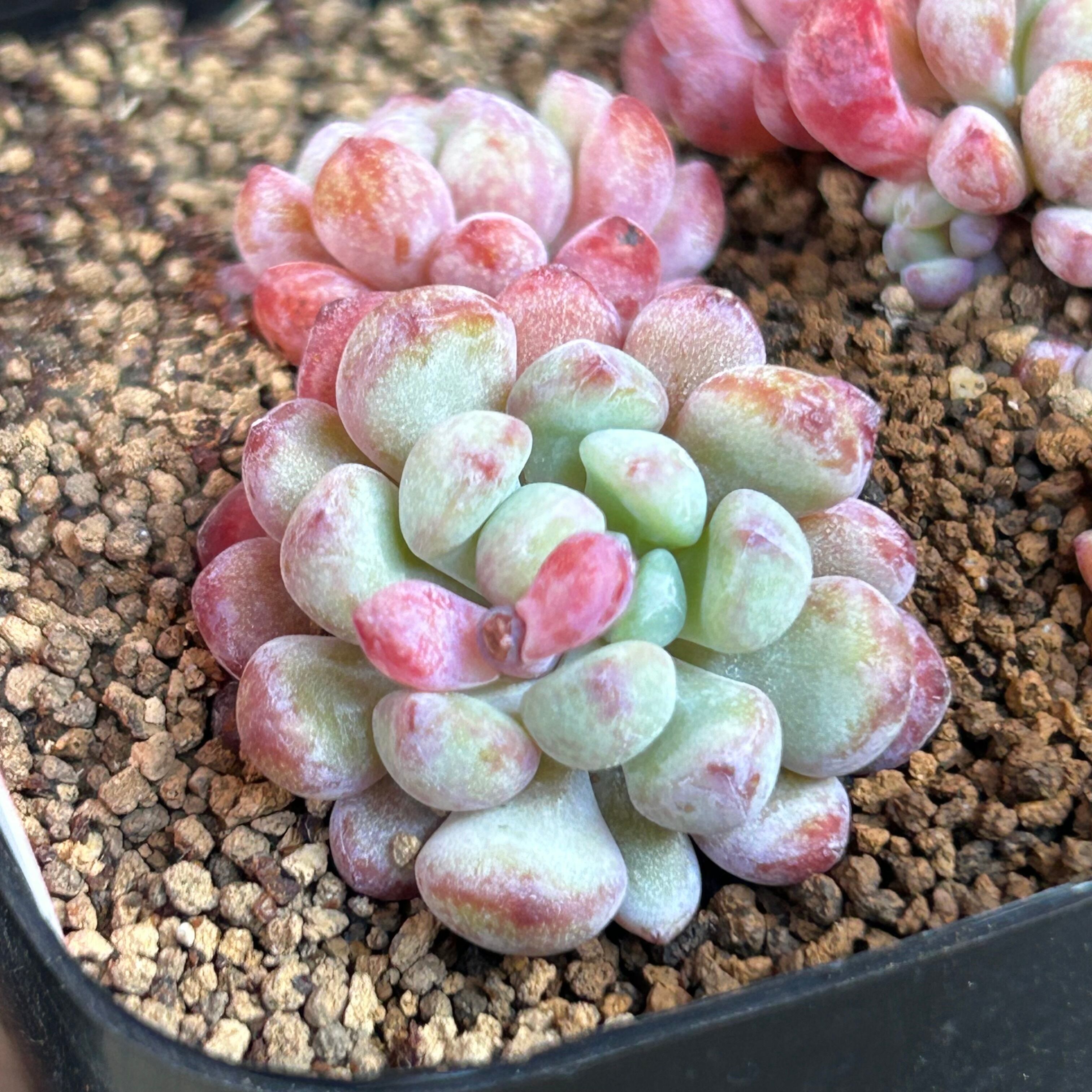 ナヤポケモン | RuPo 多肉植物専門店