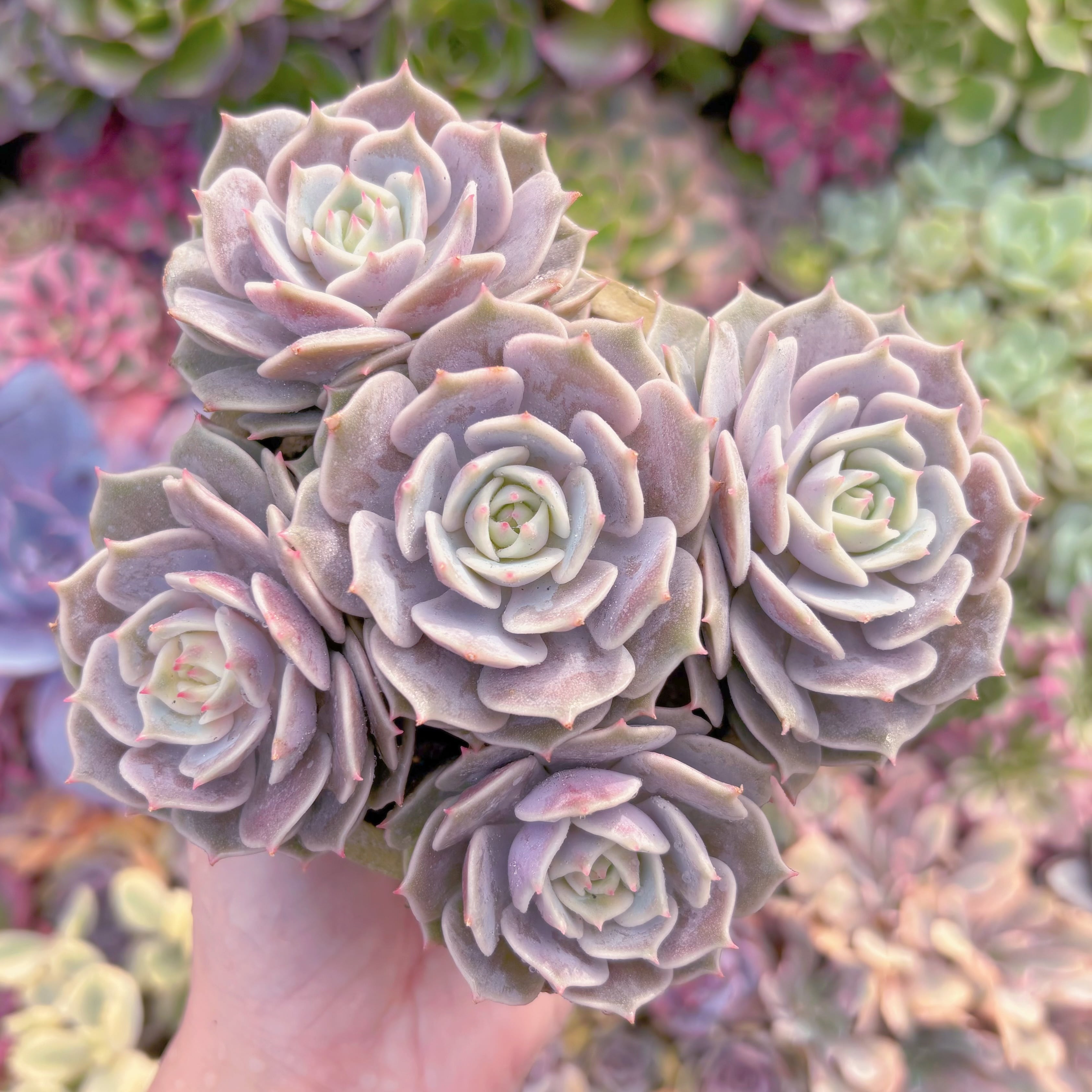 現品　ローラ#F031　群生　新入荷　るる農園