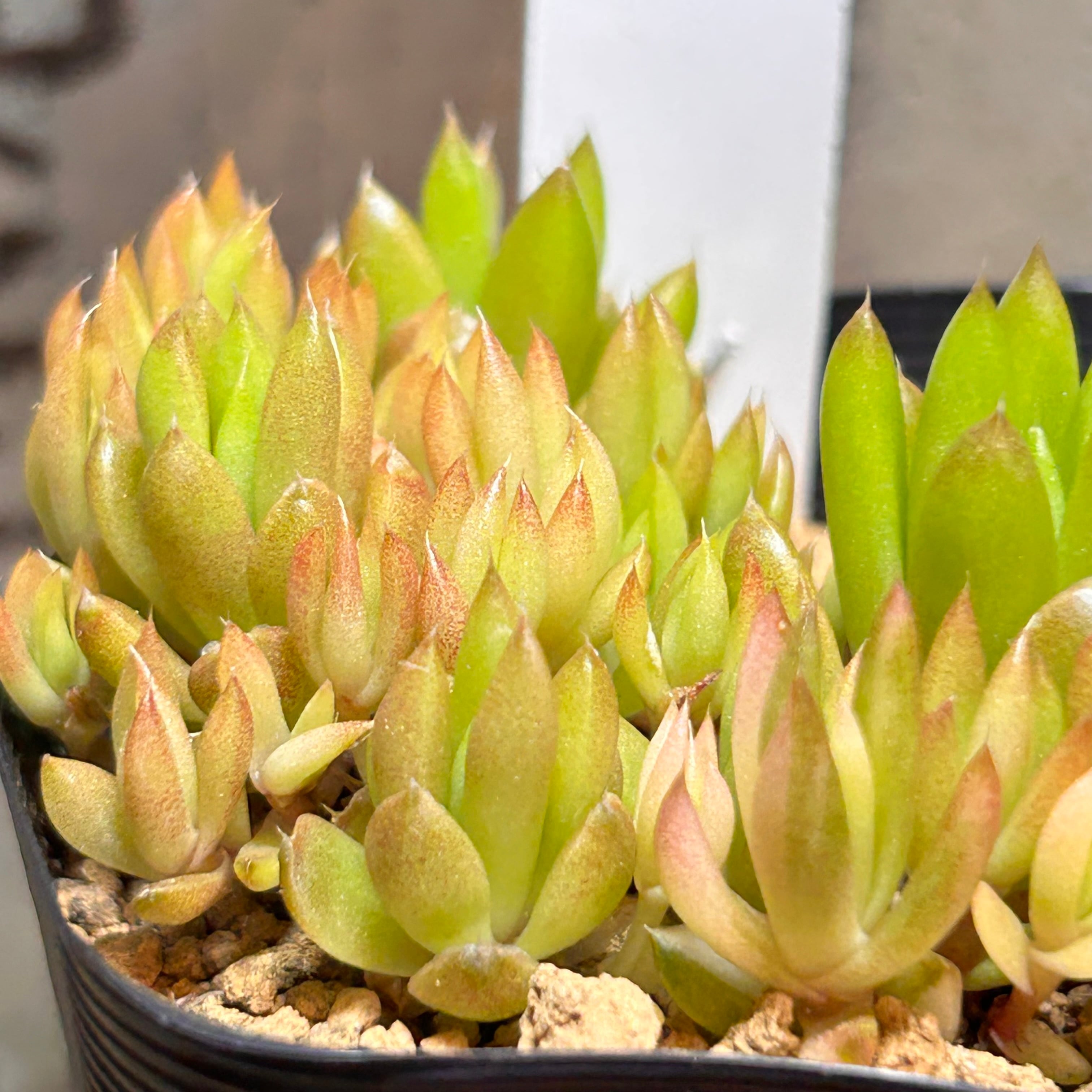 53 #多肉植物ア工オ二ウム錦❤️キツネ狩りを錦❤️1大頭5-6子芽11cm拔き苗 爪蓮華錦 | RuPo 多肉植物専門店