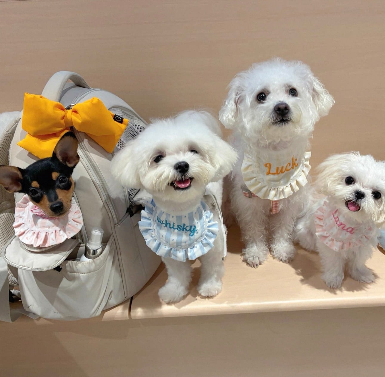 ドットケープ❤︎ 犬服　わんこスタイ　犬スタイ うちの子ネーム刺繍フリルケープ｜犬スタイ/犬ビブ | Luck With Dogs