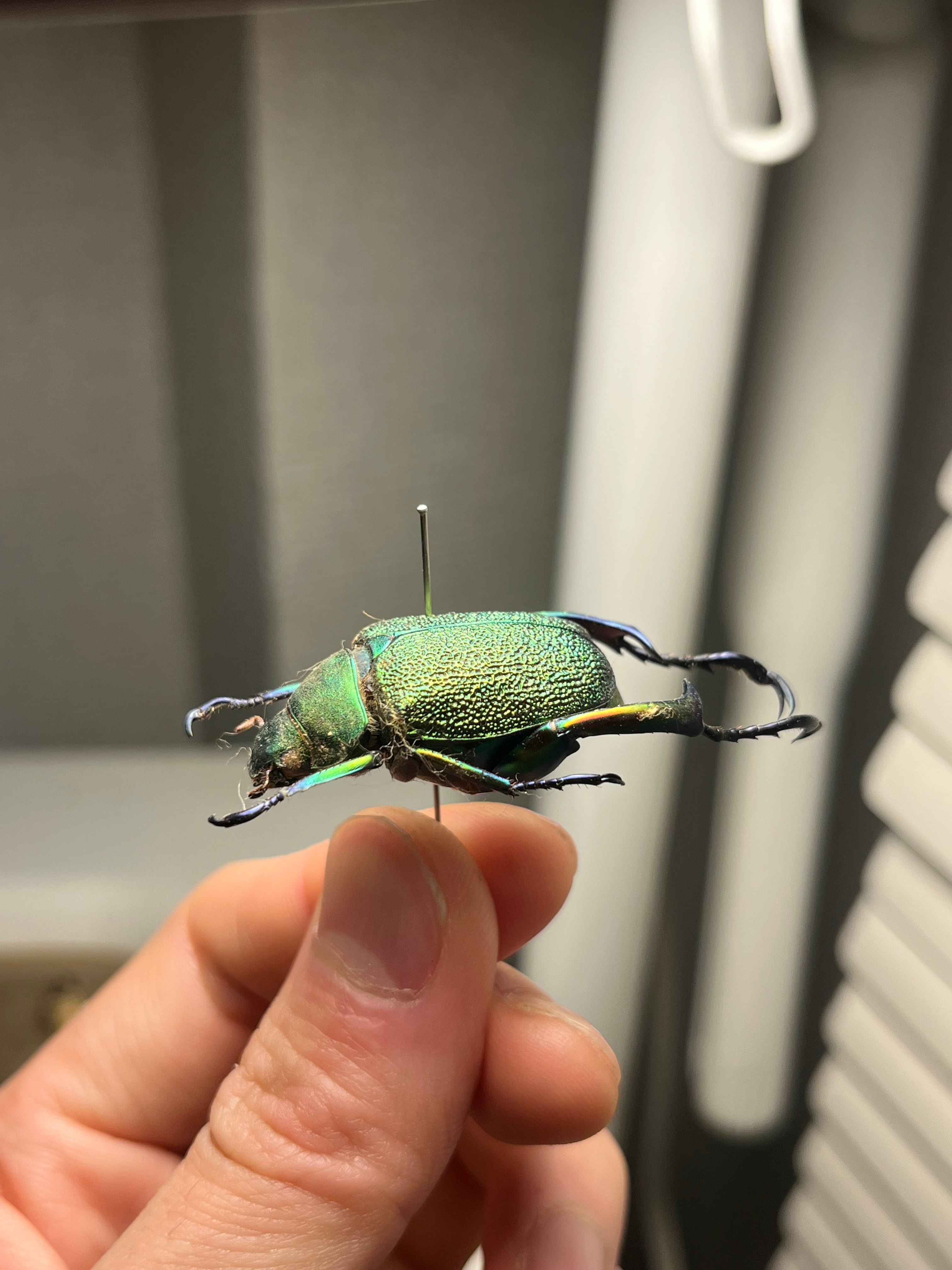 32mm】アシナガミドリツヤツヤコガネ 昆虫標本 プラチナコガネ