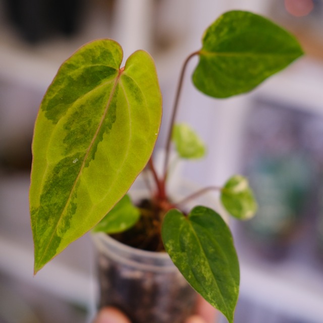 Anthurium (Papililaminum variegated × Crystallinum marble) × (Dressleri × X-Ray)⑥｜実生アンスリウム｜観葉植物