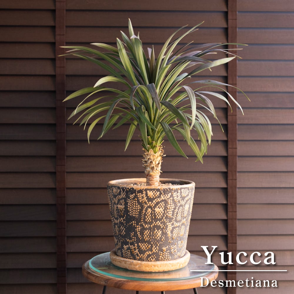 ユッカ デスメティアーナ 曲げ 幹立ち 7号 ロストラータ ドライ